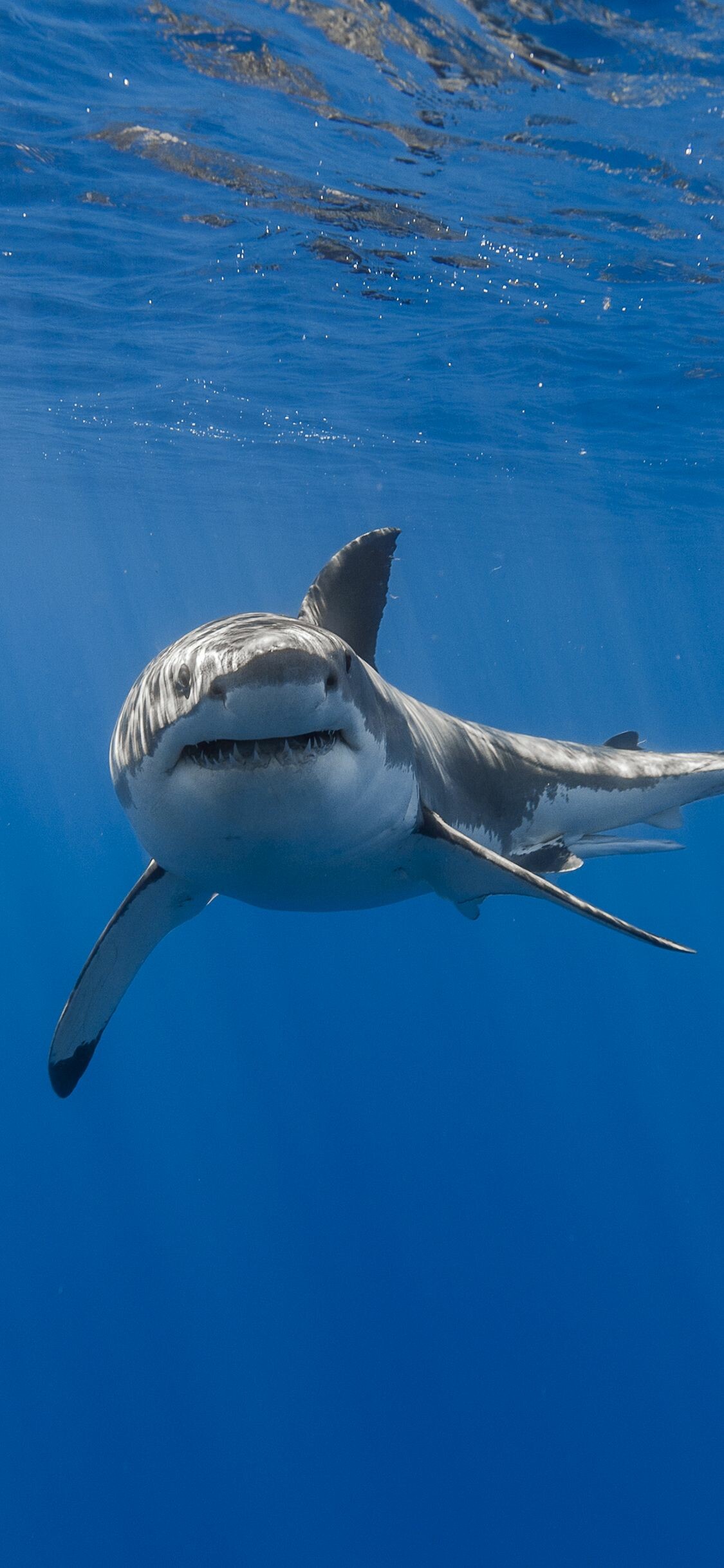 Great white shark, Underwater sun rays, Deep blue ocean Great white shark, Underwater sun rays, Deep blue ocean — 1125×2436 HD wallpaper