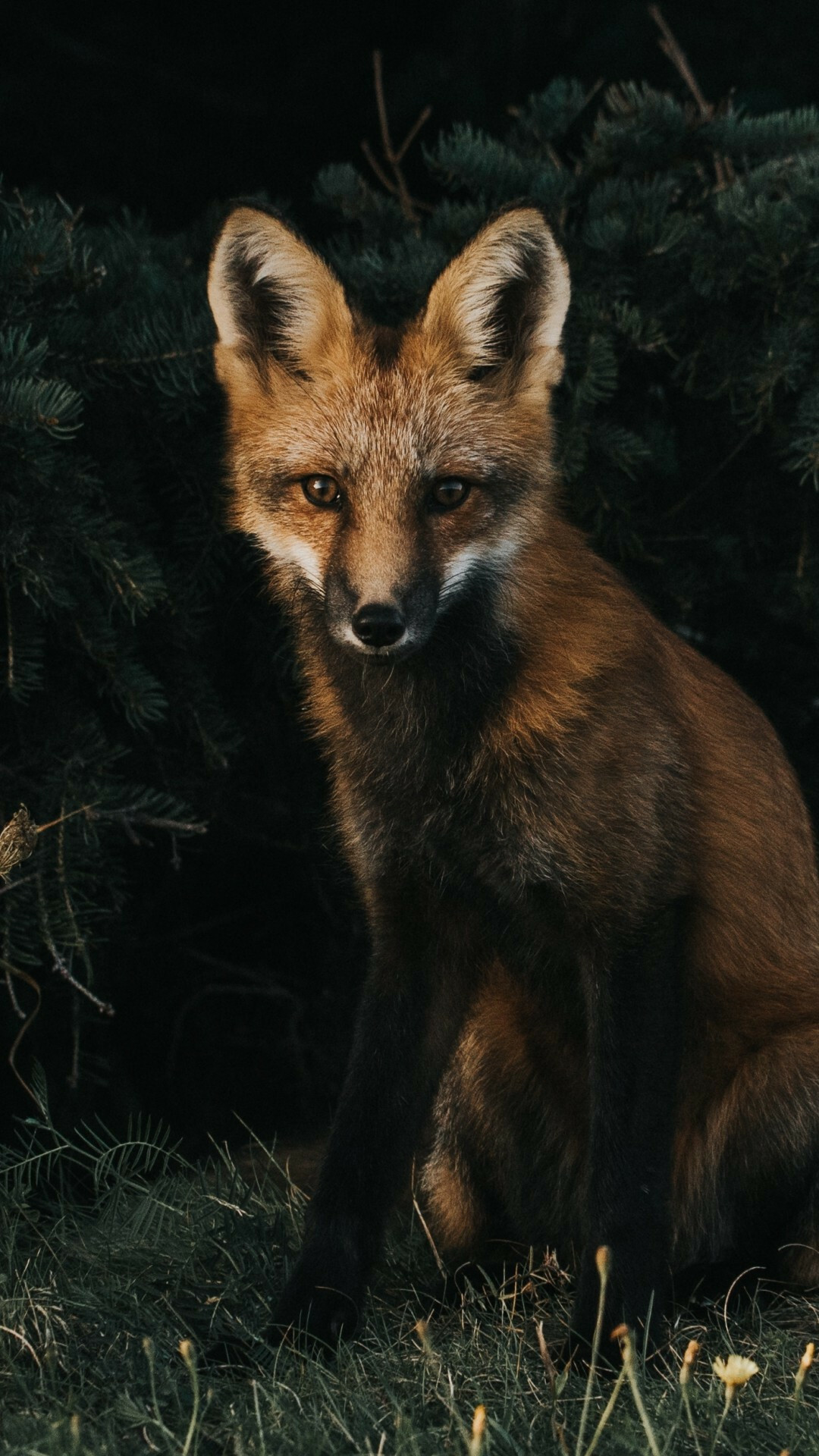 Red fox sitting, Dark pine foliage, Dim forest undergrowth Red fox sitting, Dark pine foliage, Dim forest undergrowth — 1080×1920 HD wallpaper