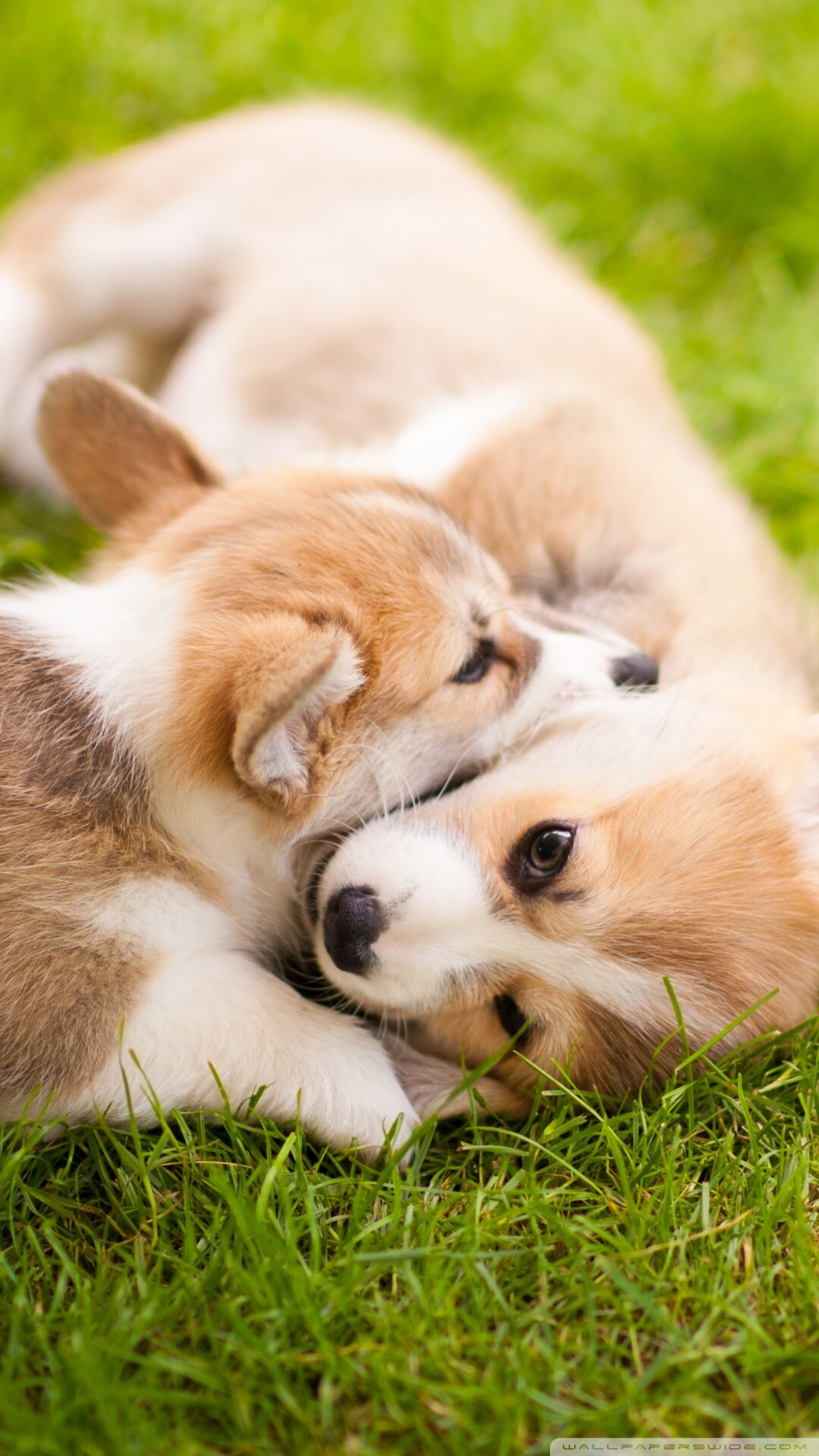 Corgi, Puppies Wallpaper, Full HD Phone Corgi, Puppies Wallpaper, Full HD Phone — 1080×1920 HD wallpaper