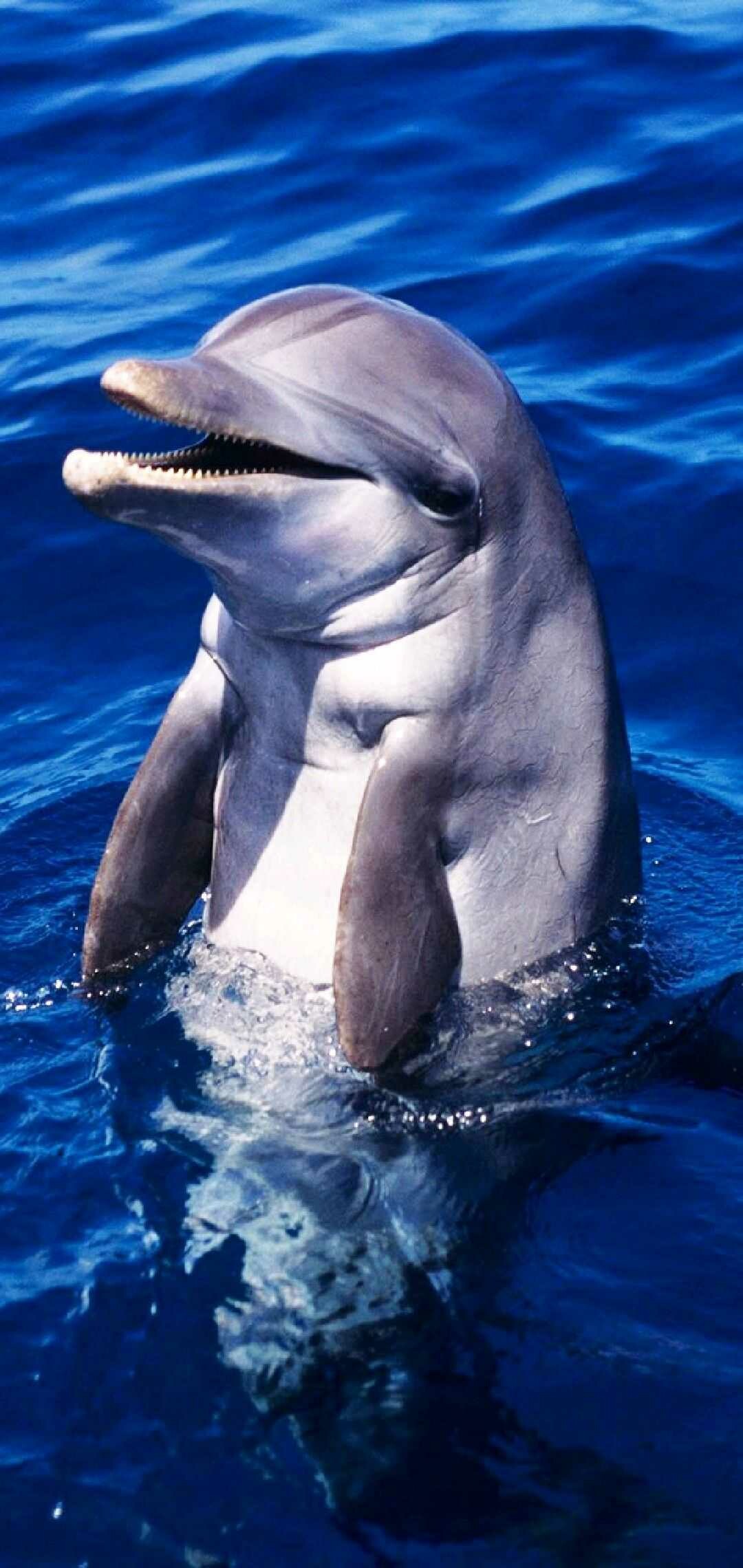 Bottlenose dolphin, Open mouth teeth, Deep blue ocean Bottlenose dolphin, Open mouth teeth, Deep blue ocean — 1080×2280 HD wallpaper