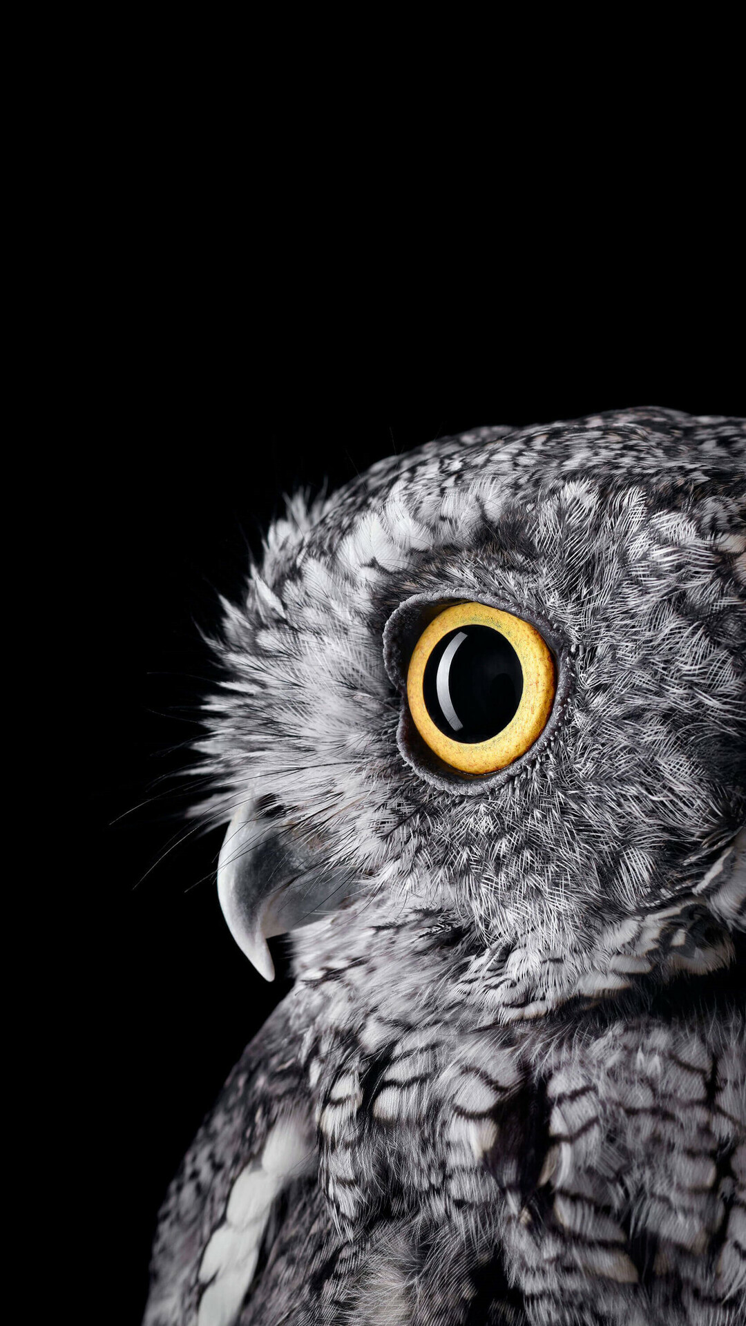 Western screech owl, Yellow eye closeup, Black background portrait Western screech owl, Yellow eye closeup, Black background portrait — 1080×1920 HD wallpaper