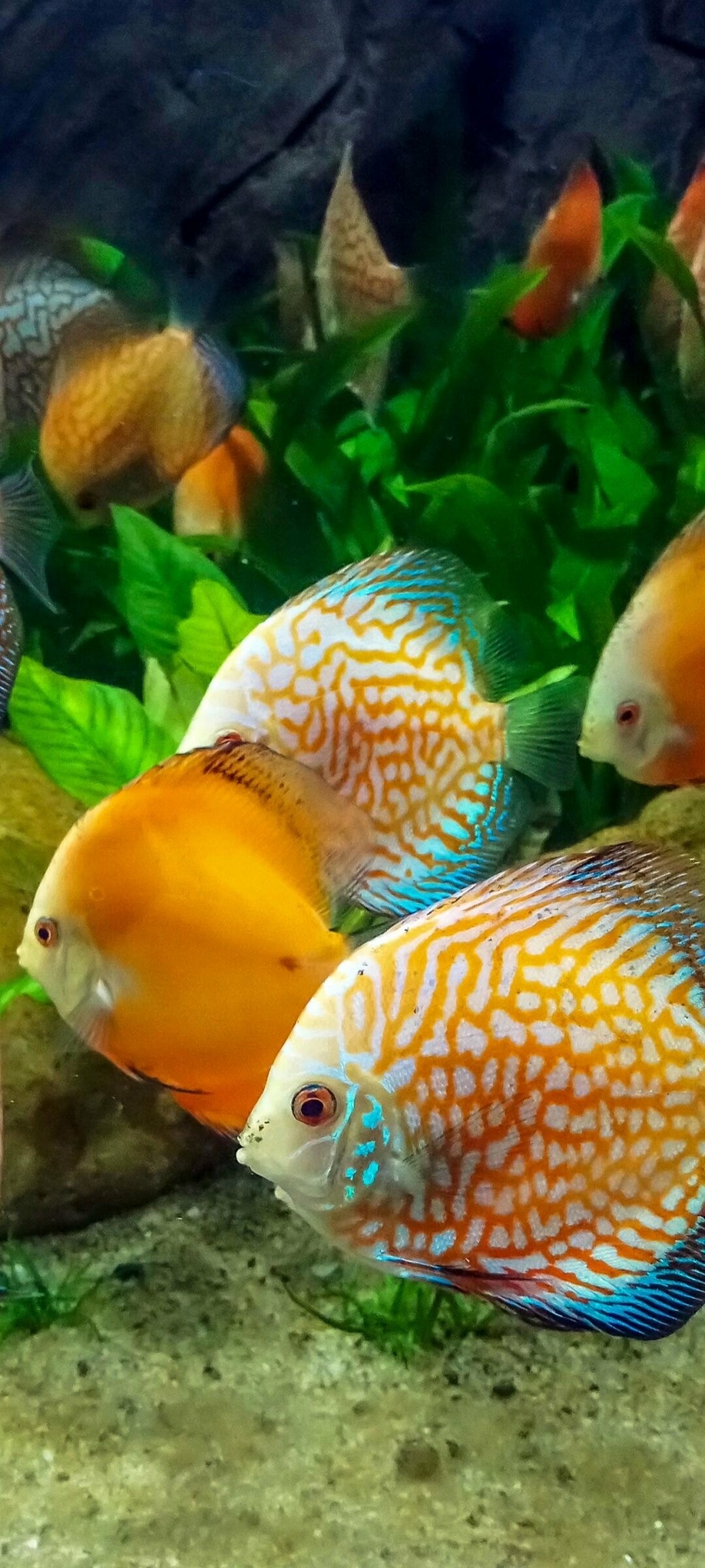 Discus fish school, Planted aquarium plants, Sandy aquarium substrate Discus fish school, Planted aquarium plants, Sandy aquarium substrate — 1080×2400 HD wallpaper