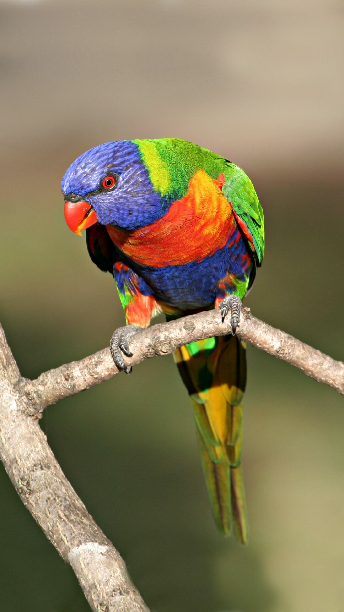 Rainbow lorikeet, Perched on branch, Bokeh background Rainbow lorikeet, Perched on branch, Bokeh background — 1440×2560 HD wallpaper