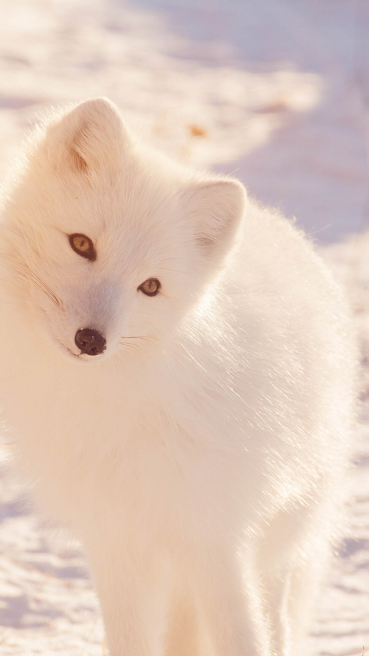 Arctic fox, Snowy tundra, Warm sunlight glow Arctic fox, Snowy tundra, Warm sunlight glow — 1242×2208 HD wallpaper