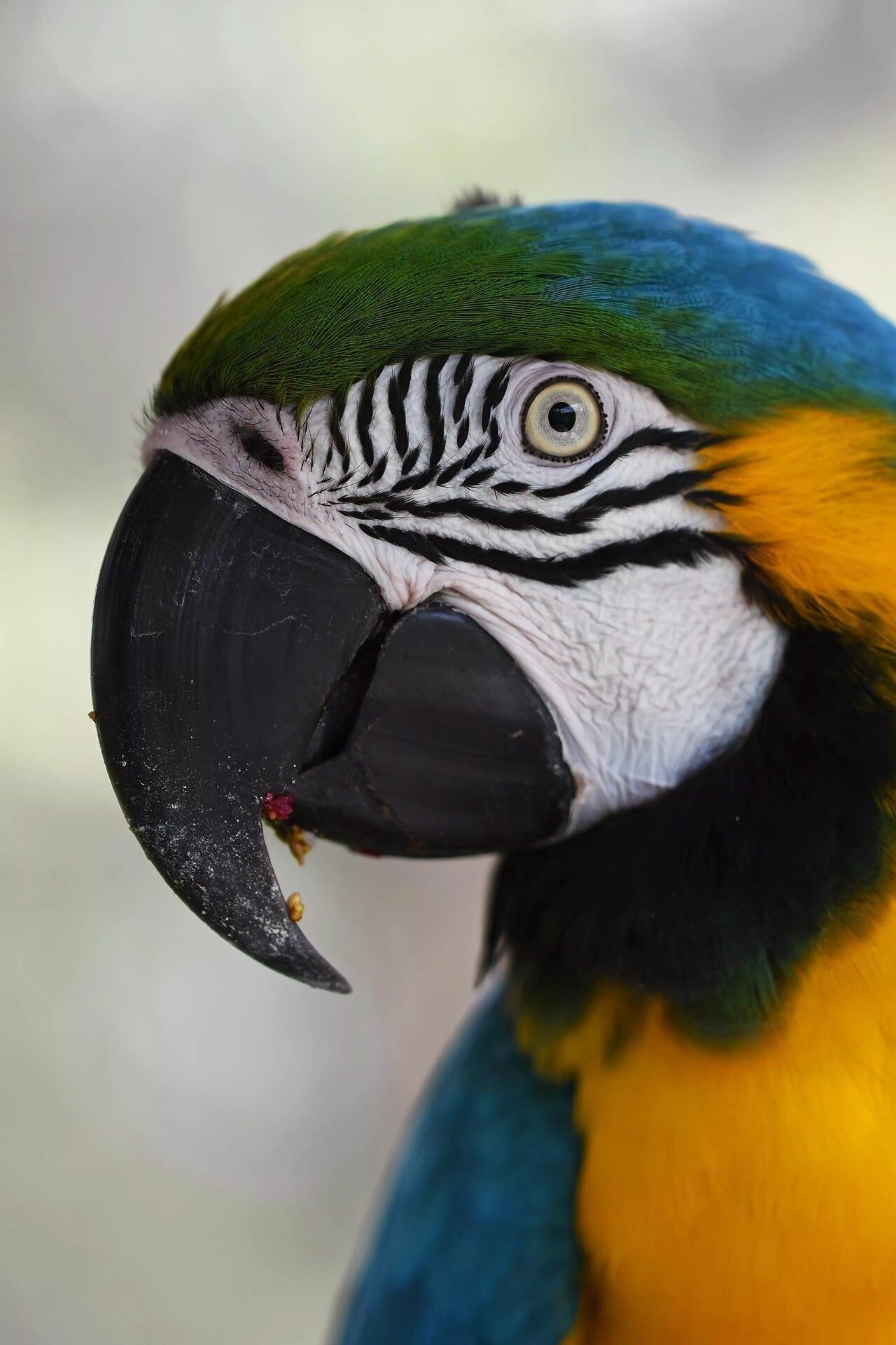 Blue-and-yellow macaw, Black curved beak, Close-up parrot portrait Blue-and-yellow macaw, Black curved beak, Close-up parrot portrait — 1280×1920 HD wallpaper