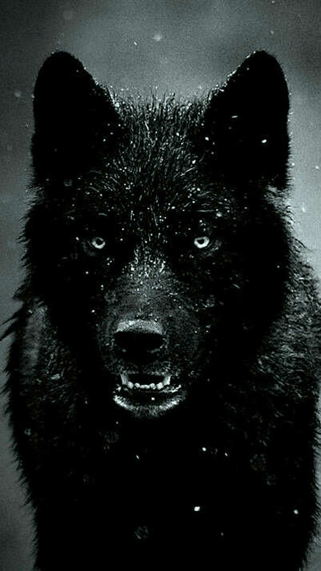 Black wolf portrait, Pale eyes, Falling snowflakes Black wolf portrait, Pale eyes, Falling snowflakes — 1080×1920 HD wallpaper