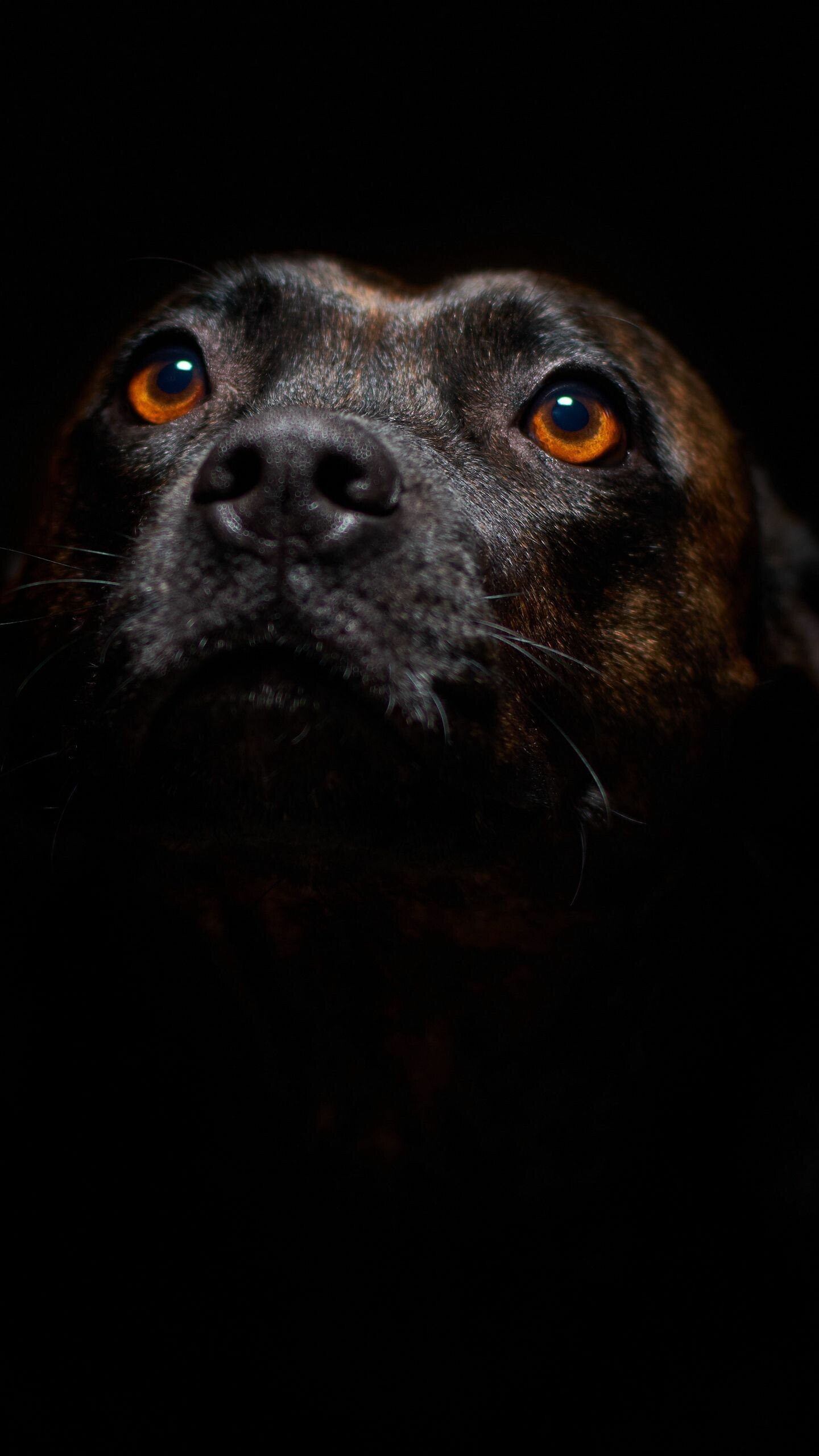 Brindle Staffordshire Terrier, Amber eyes, Black background portrait — 1440×2560 HD wallpaper