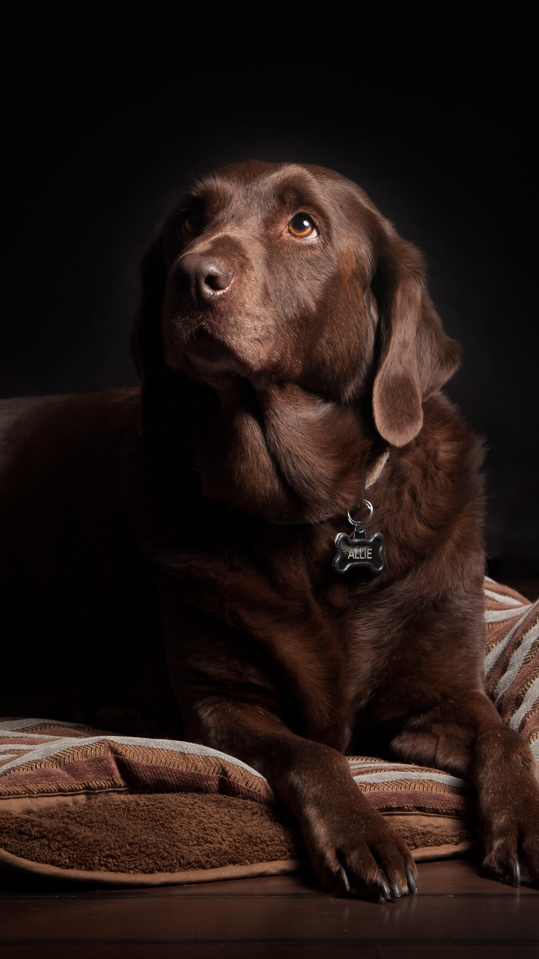 Chocolate Labrador Retriever, Bone-shaped ALLIE name tag, Striped cushion bed Chocolate Labrador Retriever, Bone-shaped ALLIE name tag, Striped cushion bed — 1080×1920 HD wallpaper