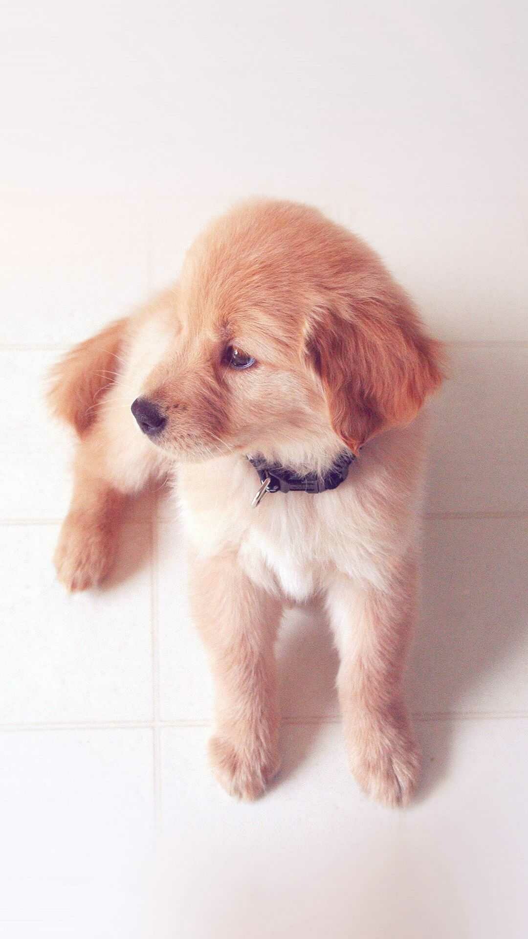 Golden Retriever puppy, Black collar with tag, White tile floor Golden Retriever puppy, Black collar with tag, White tile floor — 1080×1920 HD wallpaper