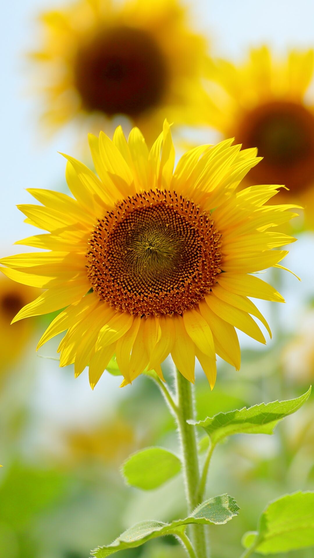 Sunflower close-up, Sunflower field, Green leaves stem Sunflower close-up, Sunflower field, Green leaves stem — 1080×1920 HD wallpaper