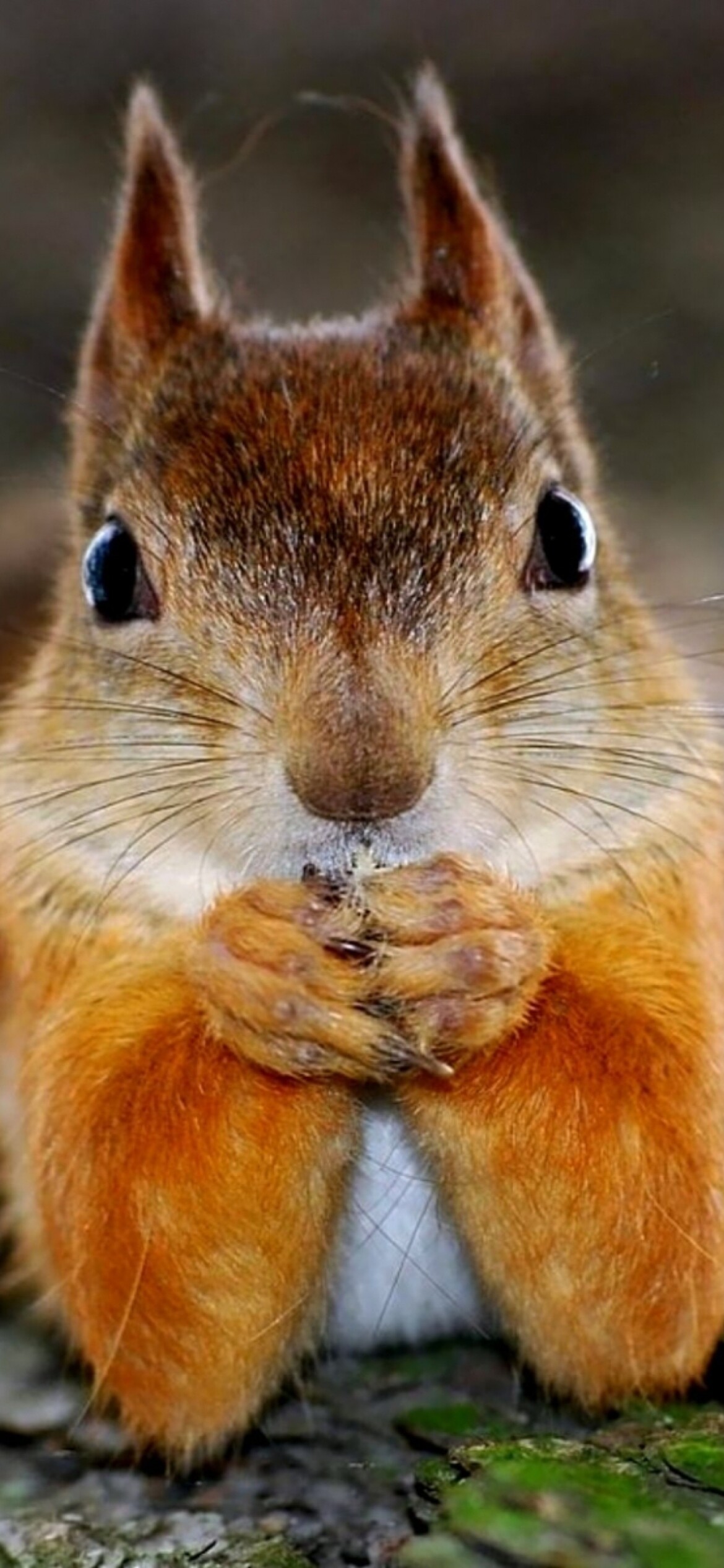 Eurasian red squirrel, Holding nut, Tufted ears closeup Eurasian red squirrel, Holding nut, Tufted ears closeup — 1170×2532 HD wallpaper