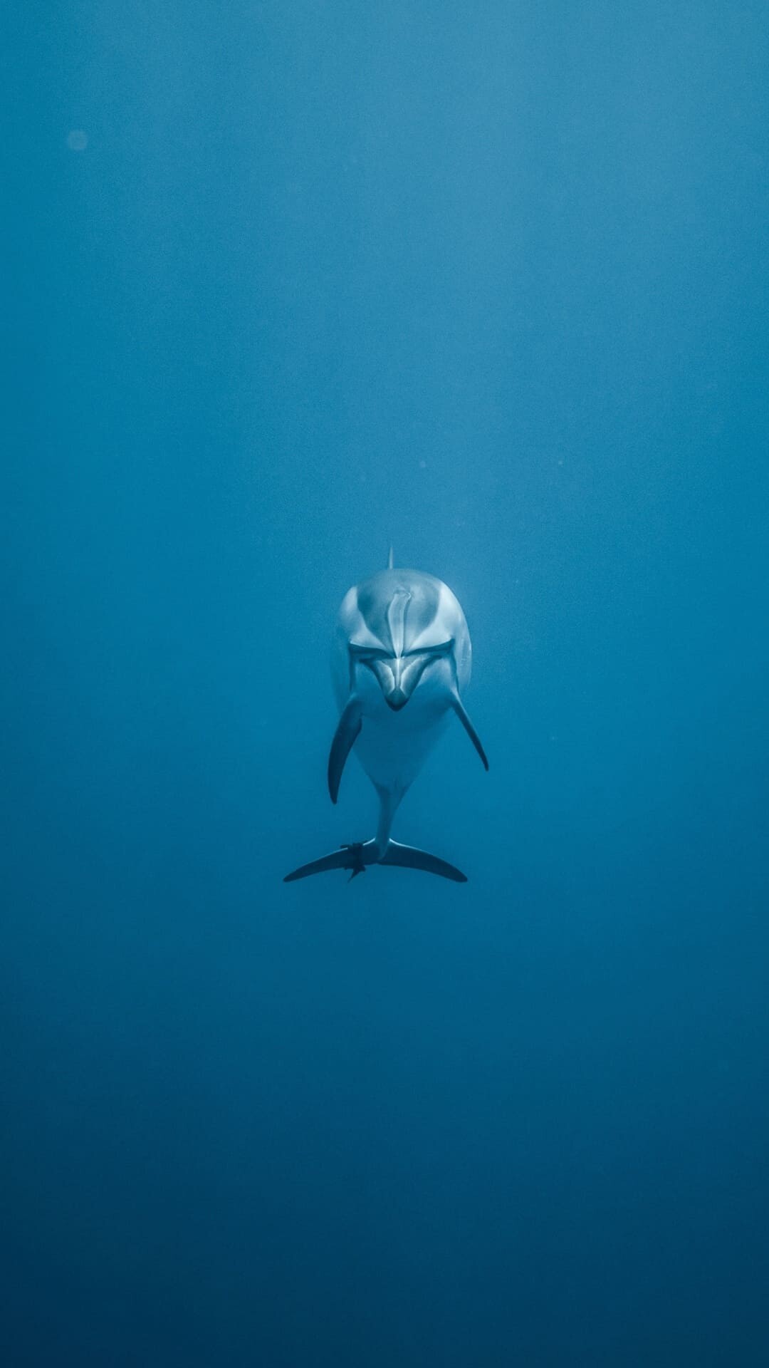 Bottlenose dolphin front view, Deep blue ocean, Underwater solitary swim Bottlenose dolphin front view, Deep blue ocean, Underwater solitary swim — 1080×1920 HD wallpaper