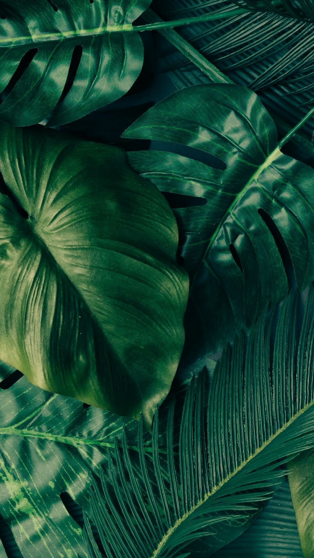 Monstera deliciosa leaves, Tropical palm fronds, Dark green foliage Monstera deliciosa leaves, Tropical palm fronds, Dark green foliage — 1080×1920 HD wallpaper