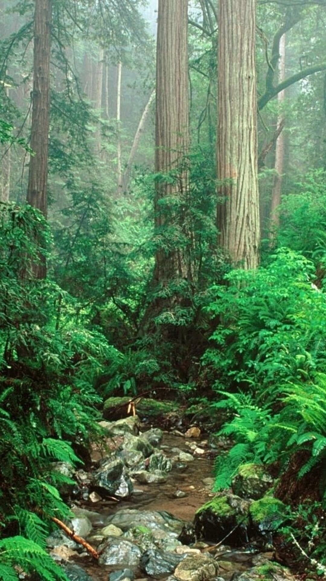 Towering redwood trunks, Rocky forest stream, Lush green ferns Towering redwood trunks, Rocky forest stream, Lush green ferns — 1080×1920 HD wallpaper