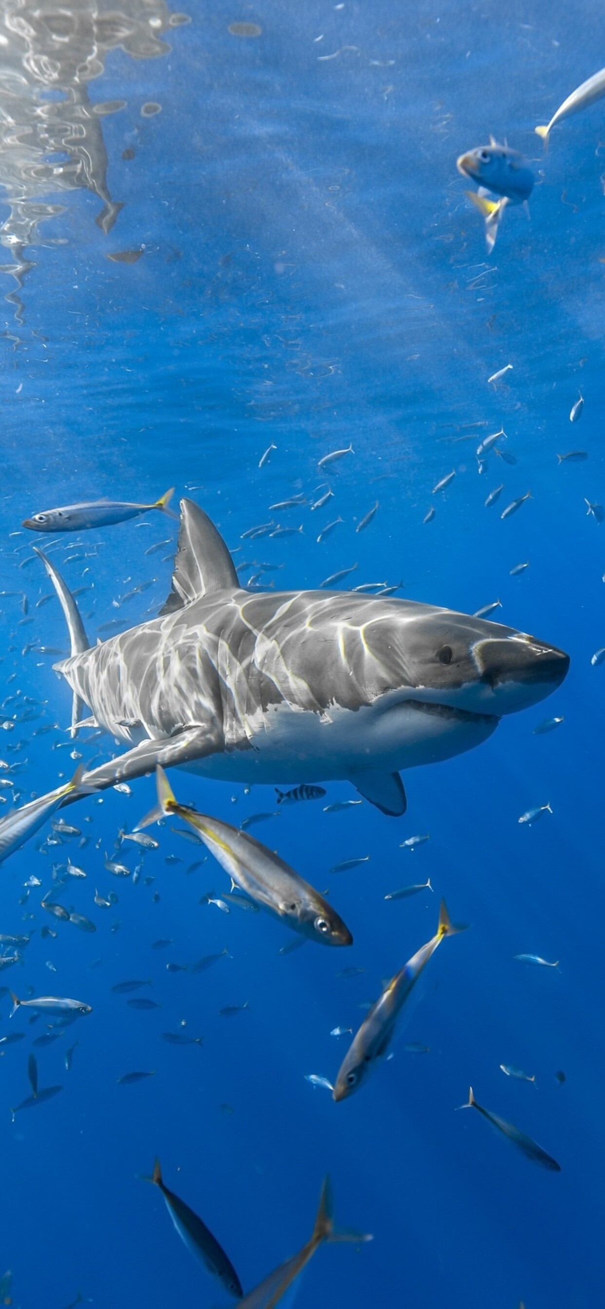 Great white shark, Schooling baitfish, Sunlit blue ocean Great white shark, Schooling baitfish, Sunlit blue ocean — 1242×2688 HD wallpaper