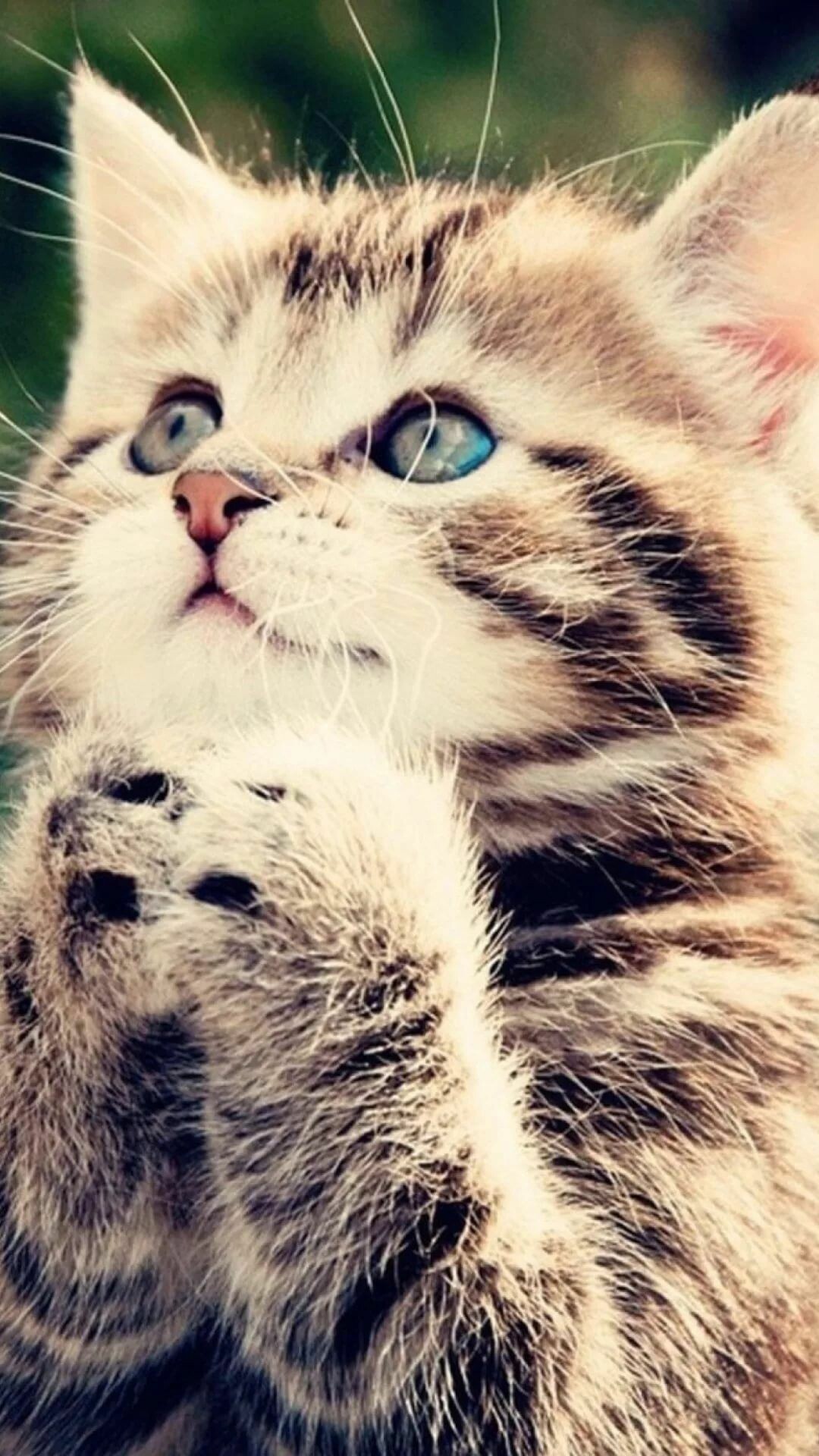 Ginger tabby kitten, Knit hat, Close-up portrait Ginger tabby kitten, Knit hat, Close-up portrait — 1080×1920 HD wallpaper