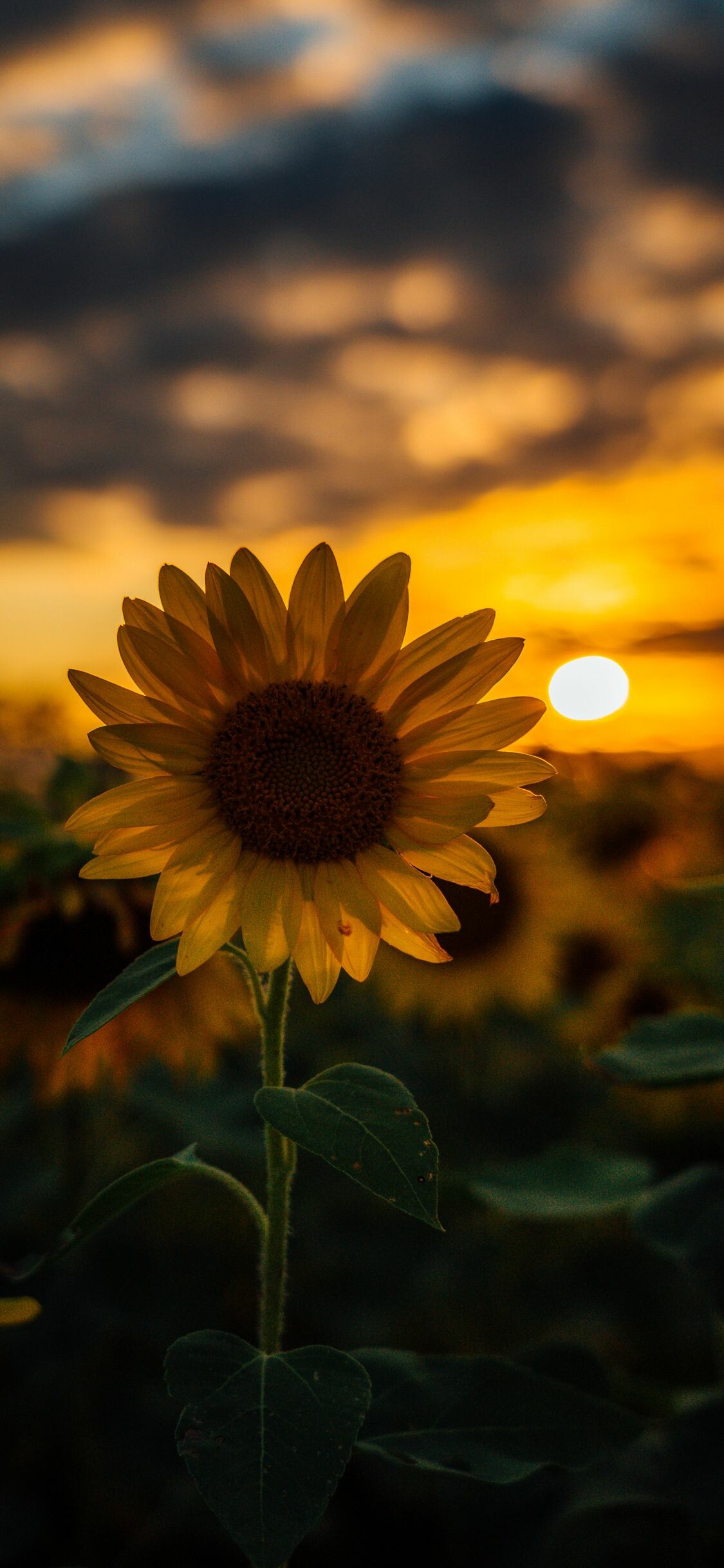 Backlit sunflower bloom, Setting sun horizon, Cloudy sky Backlit sunflower bloom, Setting sun horizon, Cloudy sky — 1125×2436 HD wallpaper