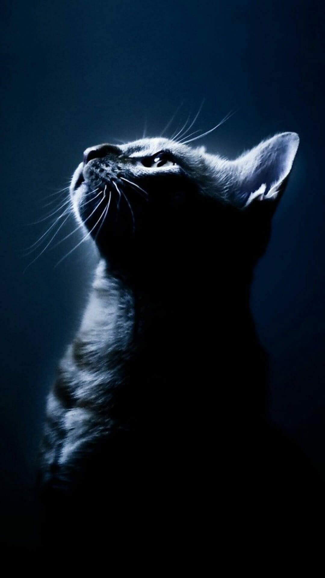 Gray cat looking up, Rim light, Dark blue background Gray cat looking up, Rim light, Dark blue background — 1080×1920 HD wallpaper
