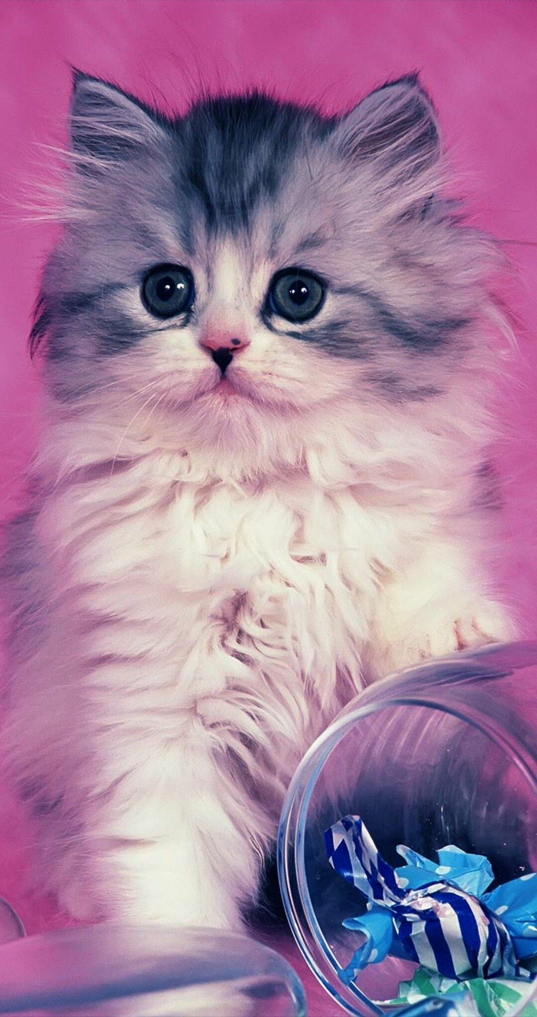 Fluffy Persian kitten, Tipped glass jar candies, Pink studio backdrop Fluffy Persian kitten, Tipped glass jar candies, Pink studio backdrop — 1080×2044 HD wallpaper