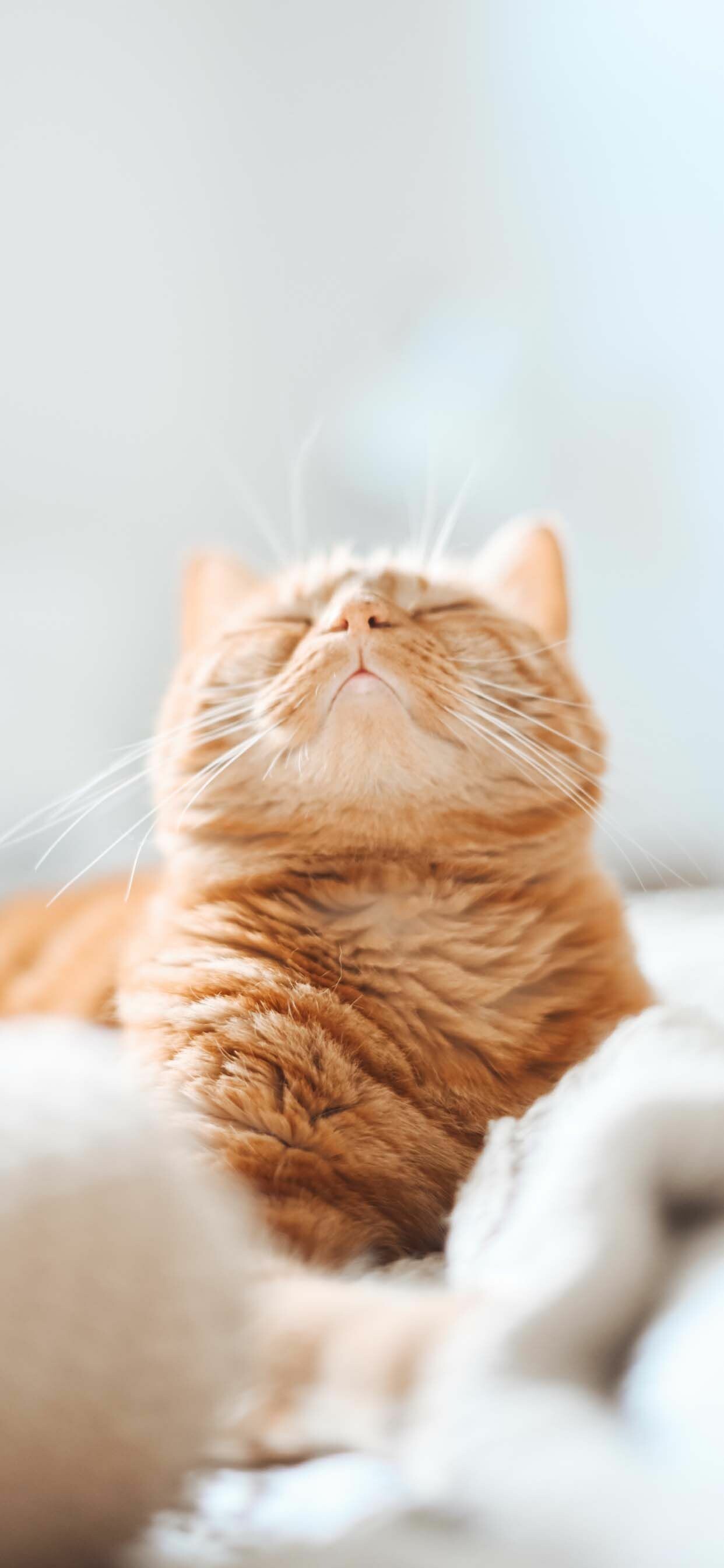 Ginger tabby cat, Head-tilt pose, Blanket Ginger tabby cat, Head-tilt pose, Blanket — 1242×2688 HD wallpaper