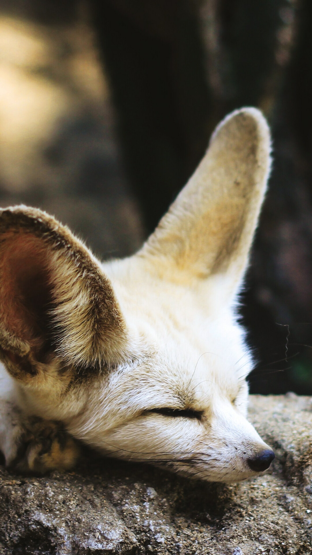 Fennec fox, Sleeping on rock, Large pointed ears — 1080×1920 HD wallpaper