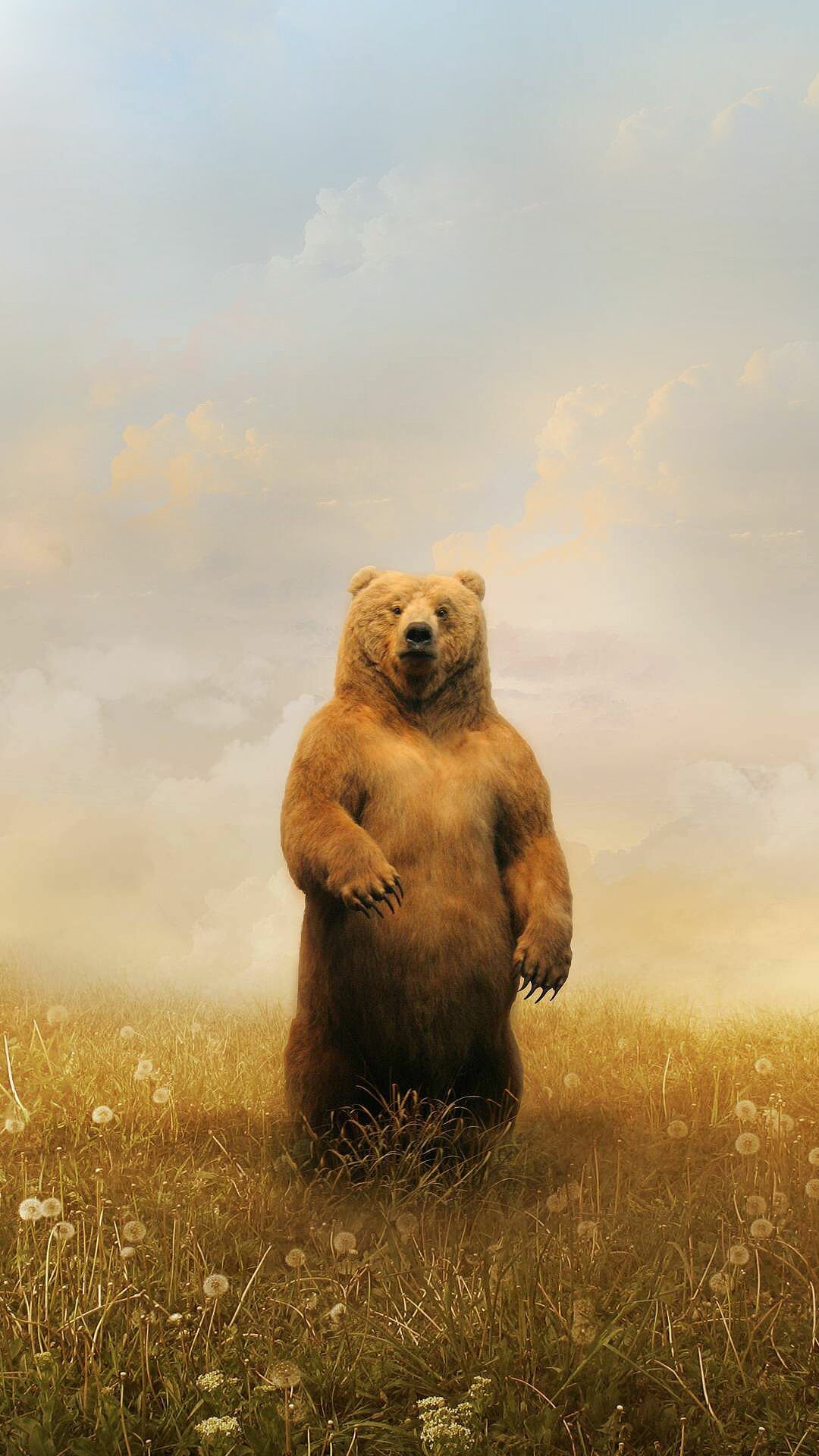 Standing grizzly bear, Dandelion meadow, Hazy cloudy sky Standing grizzly bear, Dandelion meadow, Hazy cloudy sky — 1080×1920 HD wallpaper
