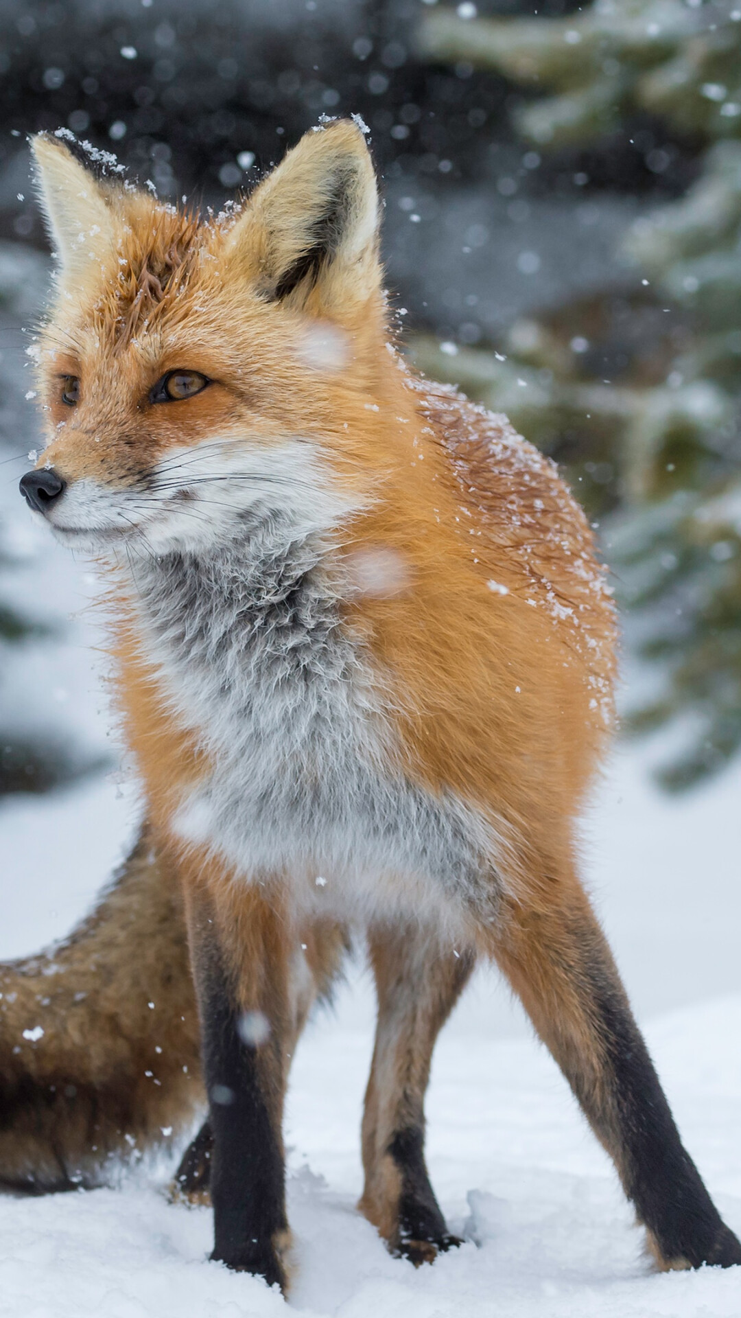 Red fox standing, Falling snowflakes, Blurred pine trees Red fox standing, Falling snowflakes, Blurred pine trees — 1080×1920 HD wallpaper