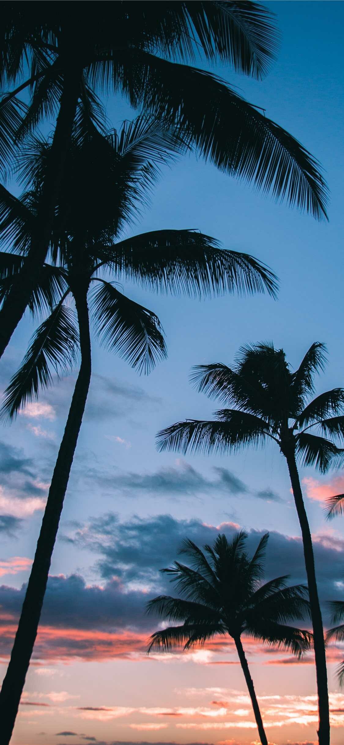 Silhouetted coconut palms, Tropical twilight sky, Pink cloud sunset Silhouetted coconut palms, Tropical twilight sky, Pink cloud sunset — 1125×2436 HD wallpaper