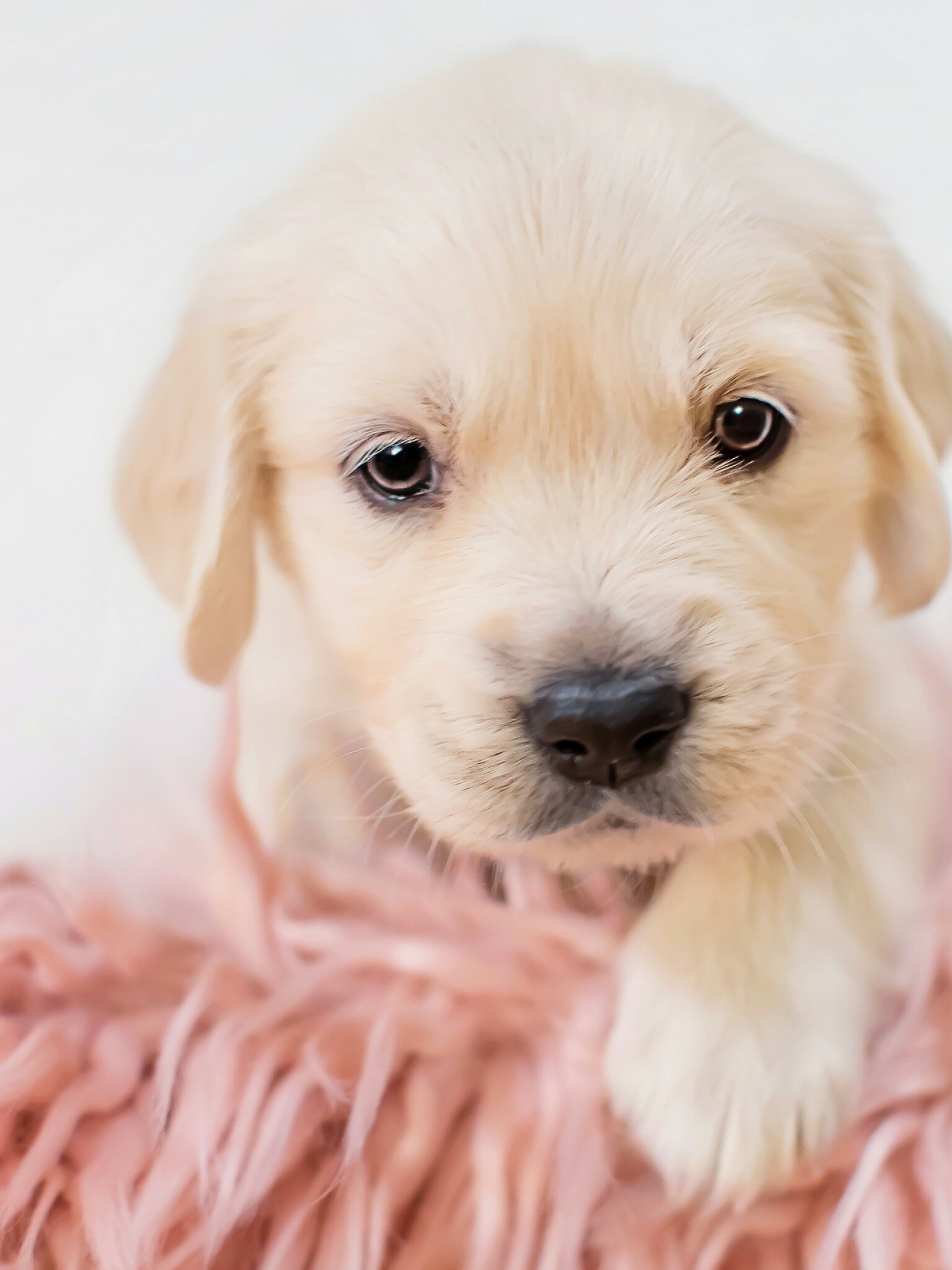 Cream Golden Retriever puppy, Pink fur blanket, Close-up portrait Cream Golden Retriever puppy, Pink fur blanket, Close-up portrait — 1536×2048 HD wallpaper