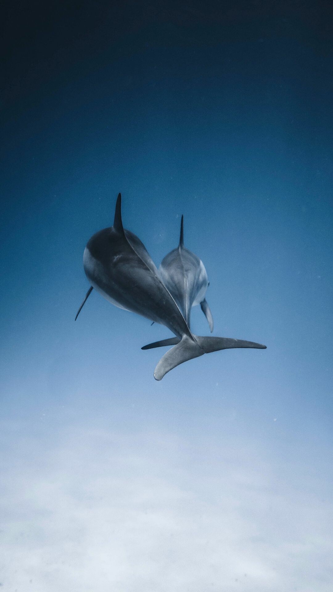 Two spinner dolphins, Heart-shaped formation, Deep blue ocean Two spinner dolphins, Heart-shaped formation, Deep blue ocean — 1080×1920 HD wallpaper