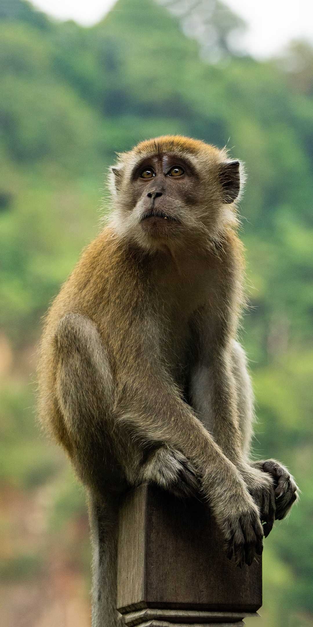 Long-tailed macaque, Wooden post perch, Blurred jungle foliage — 1080×2160 HD wallpaper