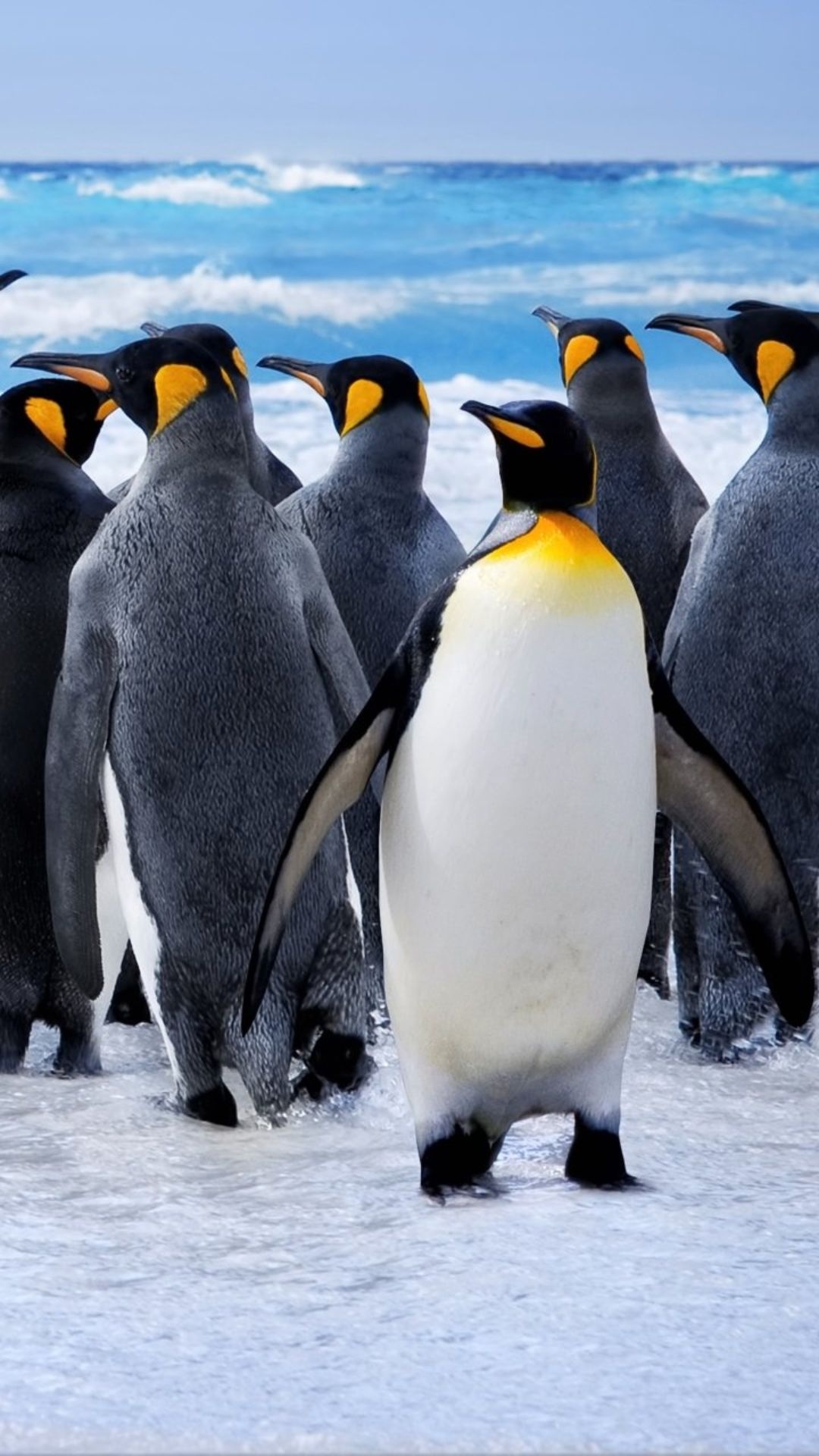 King penguin colony, Turquoise ocean waves, Snowy shoreline — 1080×1920 HD wallpaper