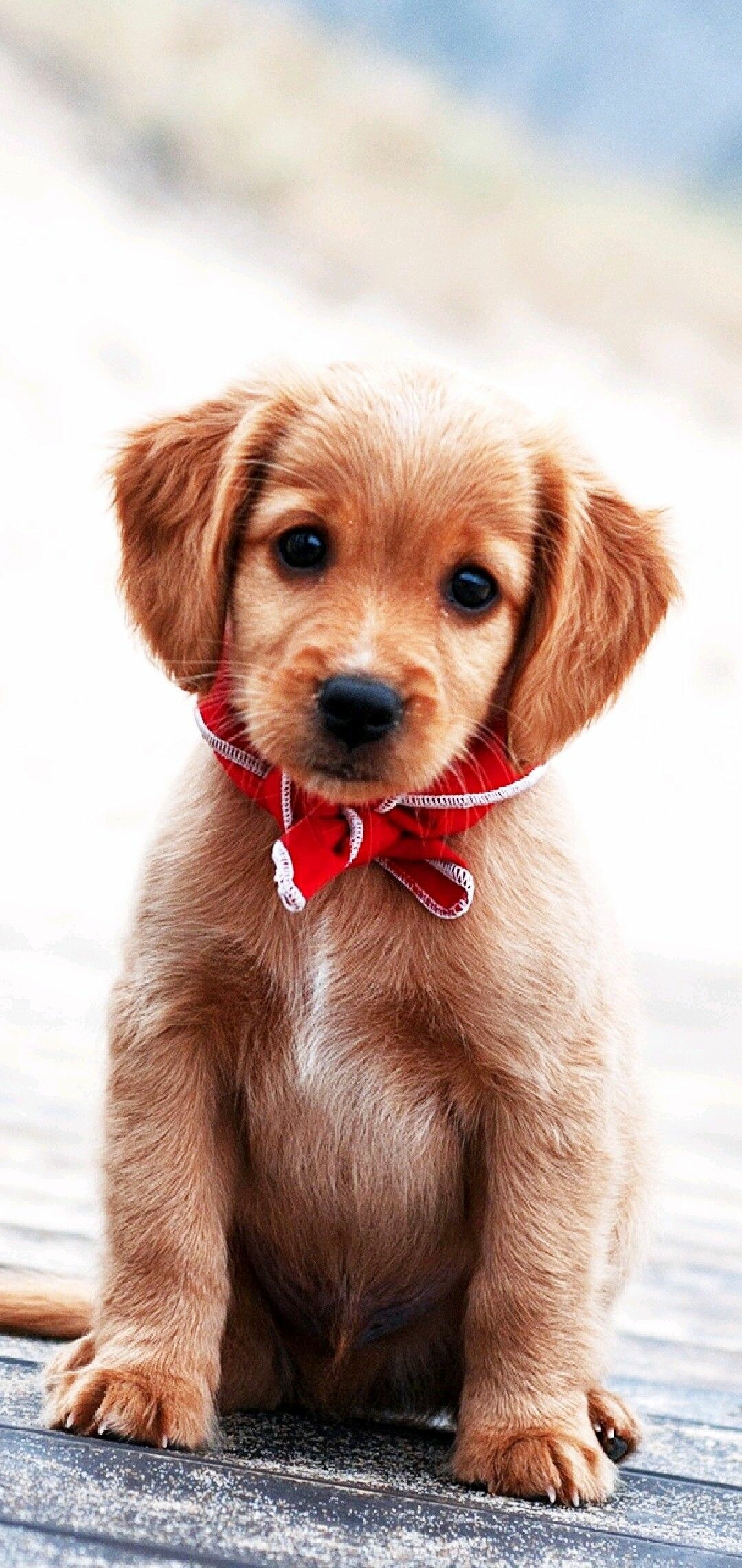 Golden Retriever puppy, Red bow scarf, Sitting on boardwalk Golden Retriever puppy, Red bow scarf, Sitting on boardwalk — 1080×2280 HD wallpaper