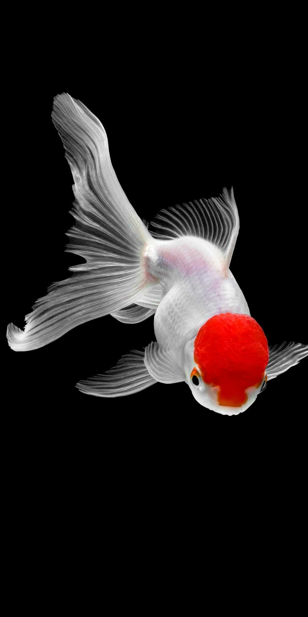 Red Cap Oranda goldfish, Flowing white fins, Black background Red Cap Oranda goldfish, Flowing white fins, Black background — 1080×2160 HD wallpaper