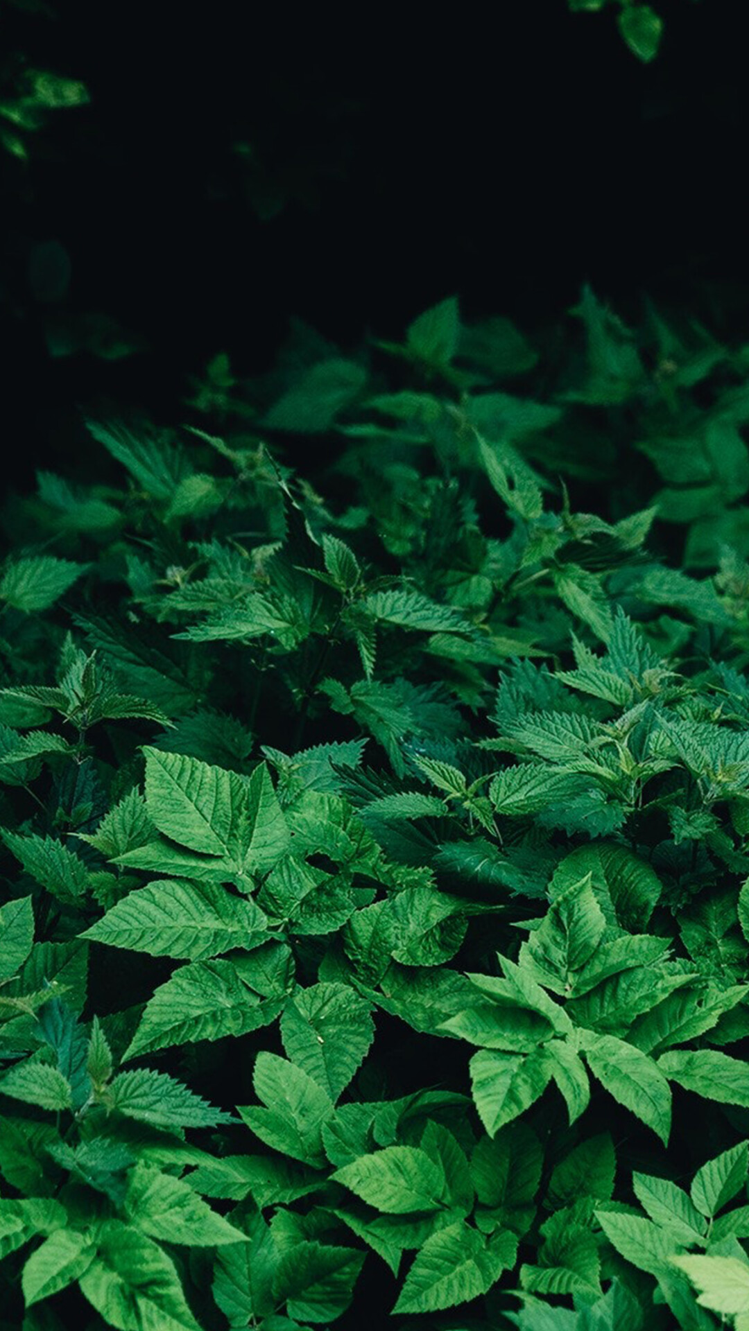 Stinging nettle plants, Dense green foliage, Dark forest undergrowth Stinging nettle plants, Dense green foliage, Dark forest undergrowth — 1080×1920 HD wallpaper