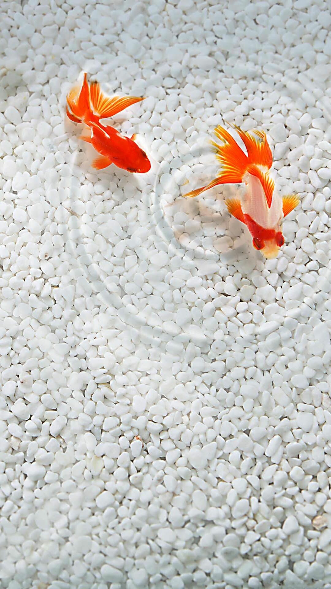 Two orange goldfish, White pebble bed, Water ripples Two orange goldfish, White pebble bed, Water ripples — 1080×1920 HD wallpaper