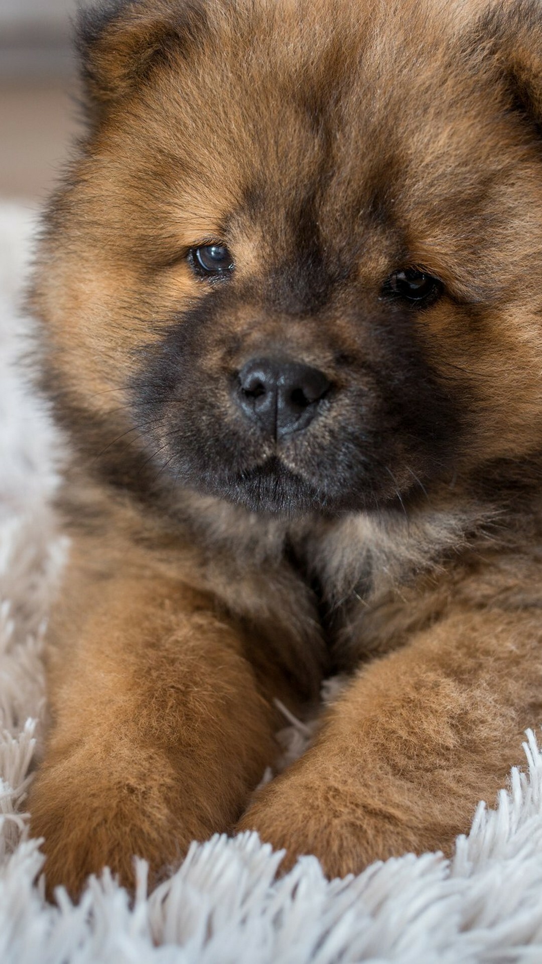 Chow Chow, Puppies Wallpaper, Full HD Phone Chow Chow, Puppies Wallpaper, Full HD Phone — 1080×1920 HD wallpaper