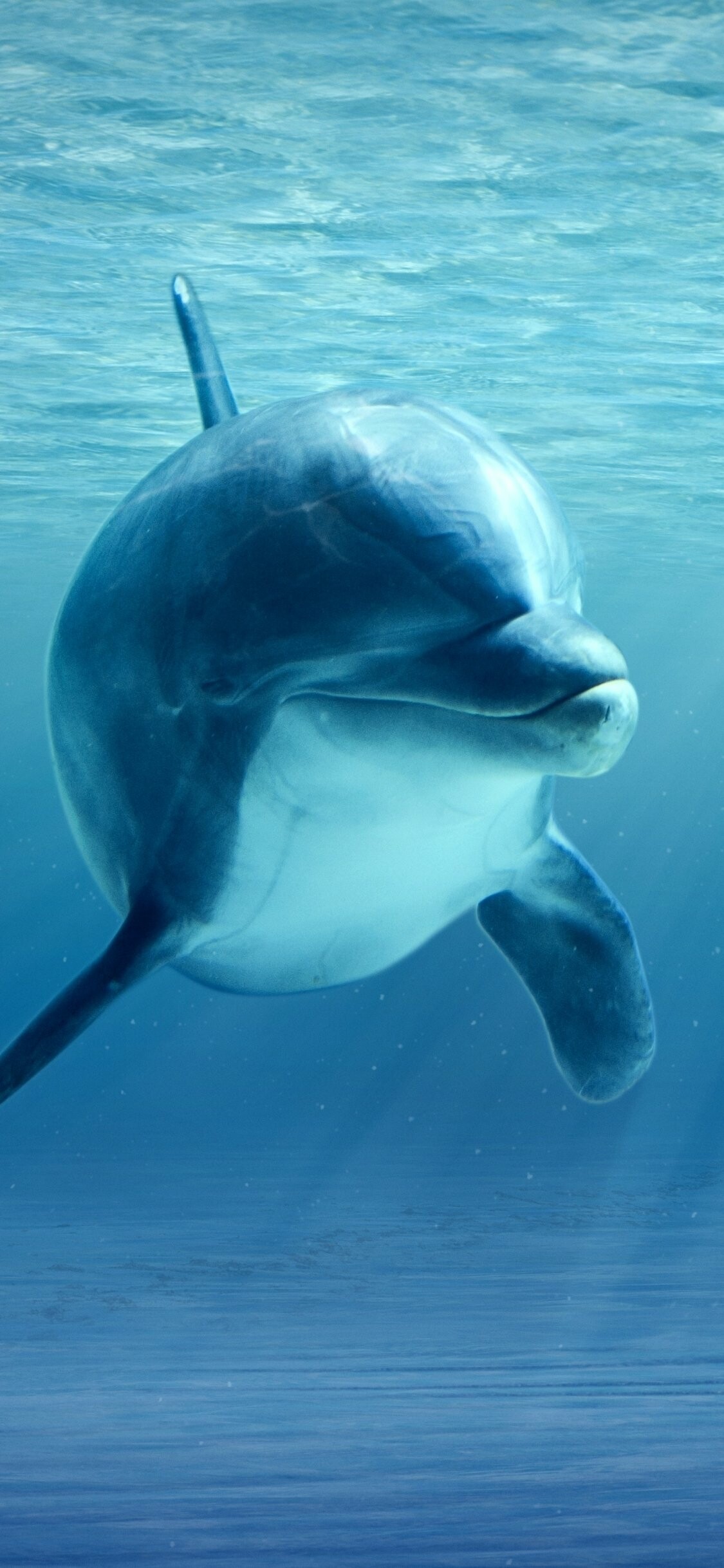 Bottlenose dolphin, Underwater sunlight rays, Blue ocean water Bottlenose dolphin, Underwater sunlight rays, Blue ocean water — 1125×2436 HD wallpaper