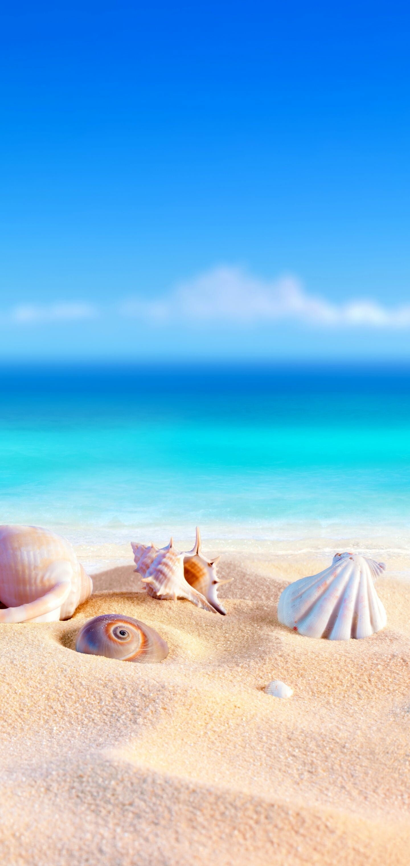 Seashells, Summer Wallpaper, HD Phone Seashells, Summer Wallpaper, HD Phone — 1440×3040 HD wallpaper