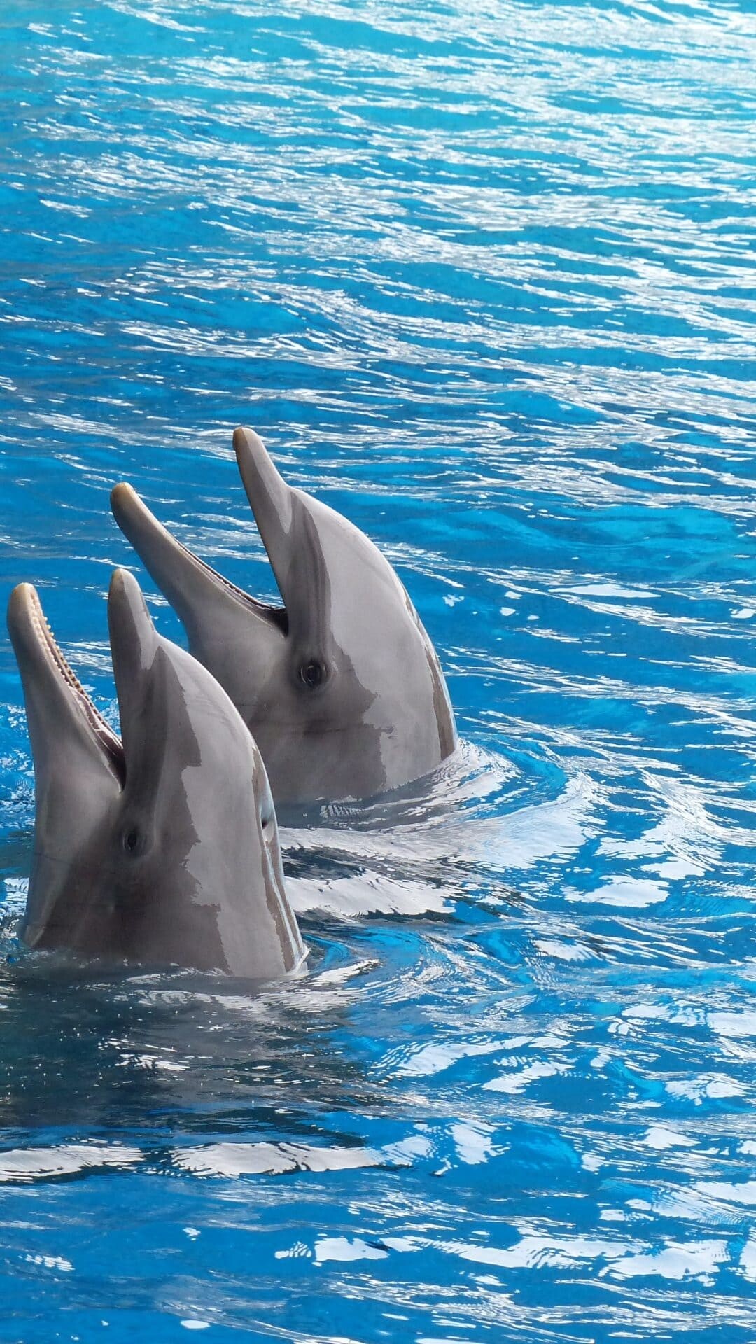 Two bottlenose dolphins, Heads above water, Rippling blue pool — 1080×1920 mobile wallpaper