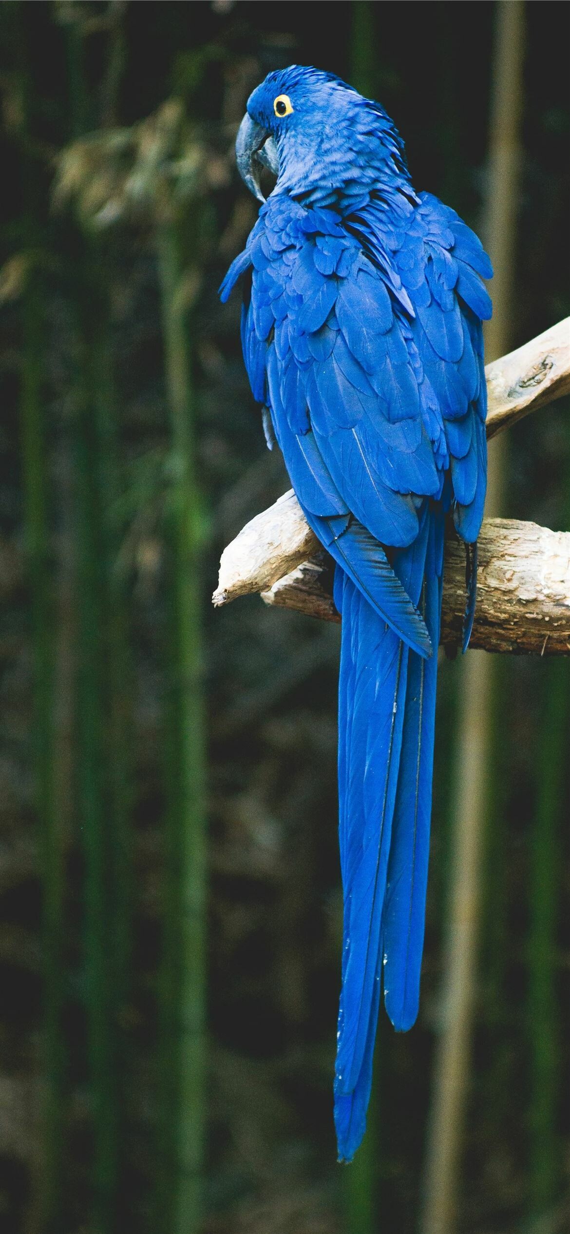 Hyacinth macaw, Perched on branch, Bamboo forest backdrop Hyacinth macaw, Perched on branch, Bamboo forest backdrop — 1170×2532 HD wallpaper