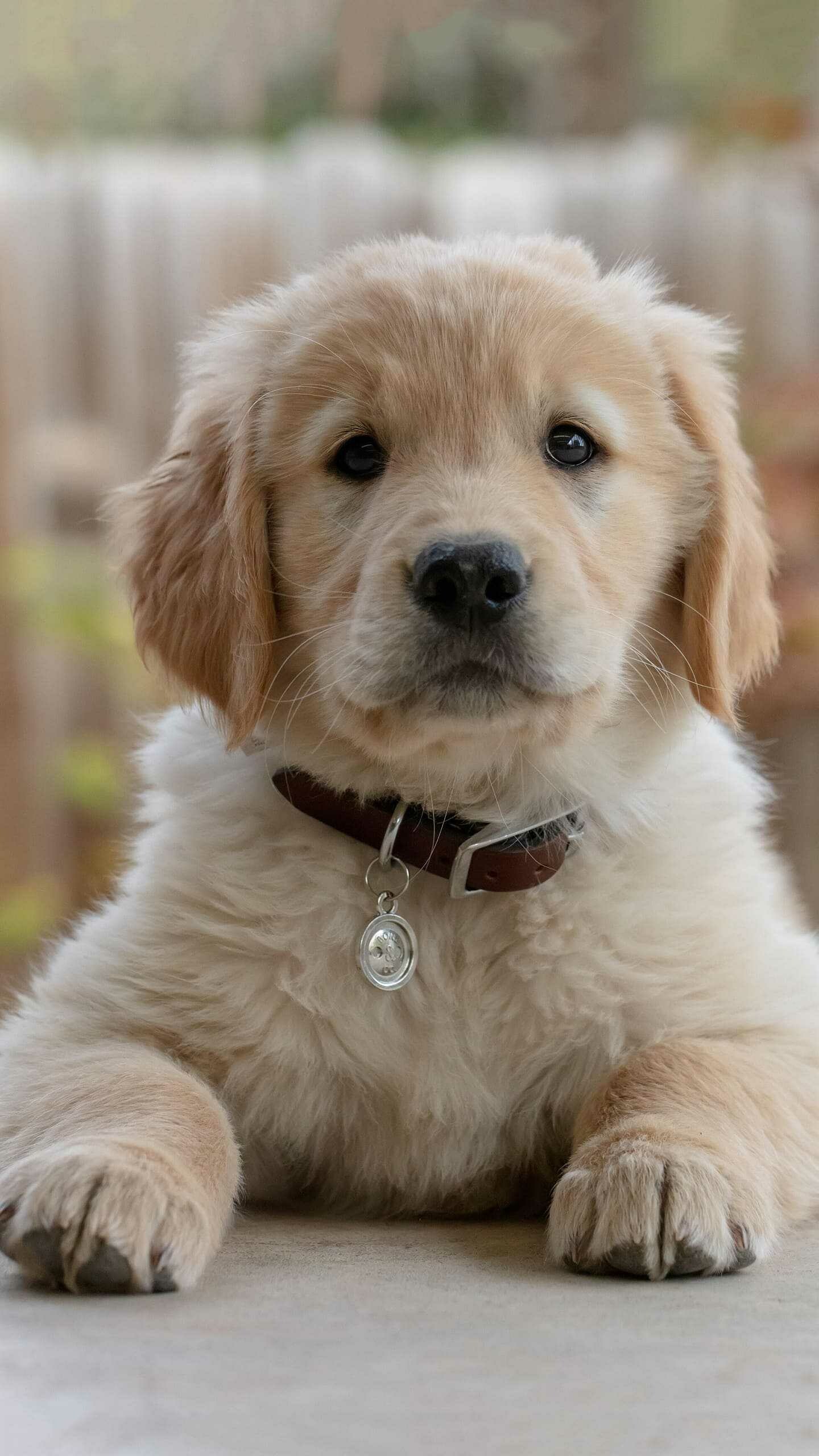Golden Retriever puppy, Brown leather collar, Blurred wooden fence Golden Retriever puppy, Brown leather collar, Blurred wooden fence — 1440×2560 HD wallpaper