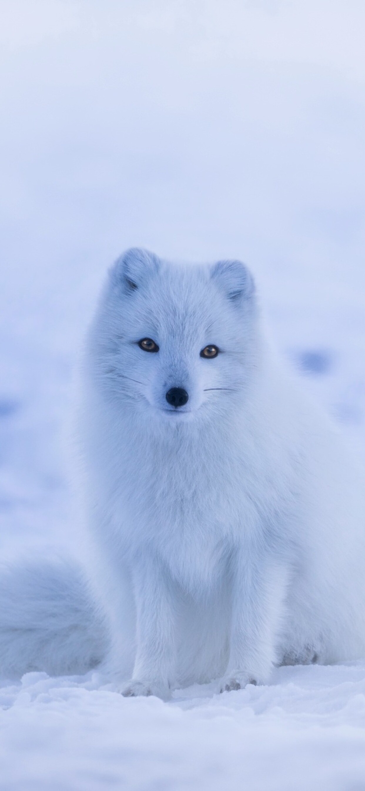 Arctic fox, Sitting in snow, Icy blue tones Arctic fox, Sitting in snow, Icy blue tones — 1242×2688 HD wallpaper