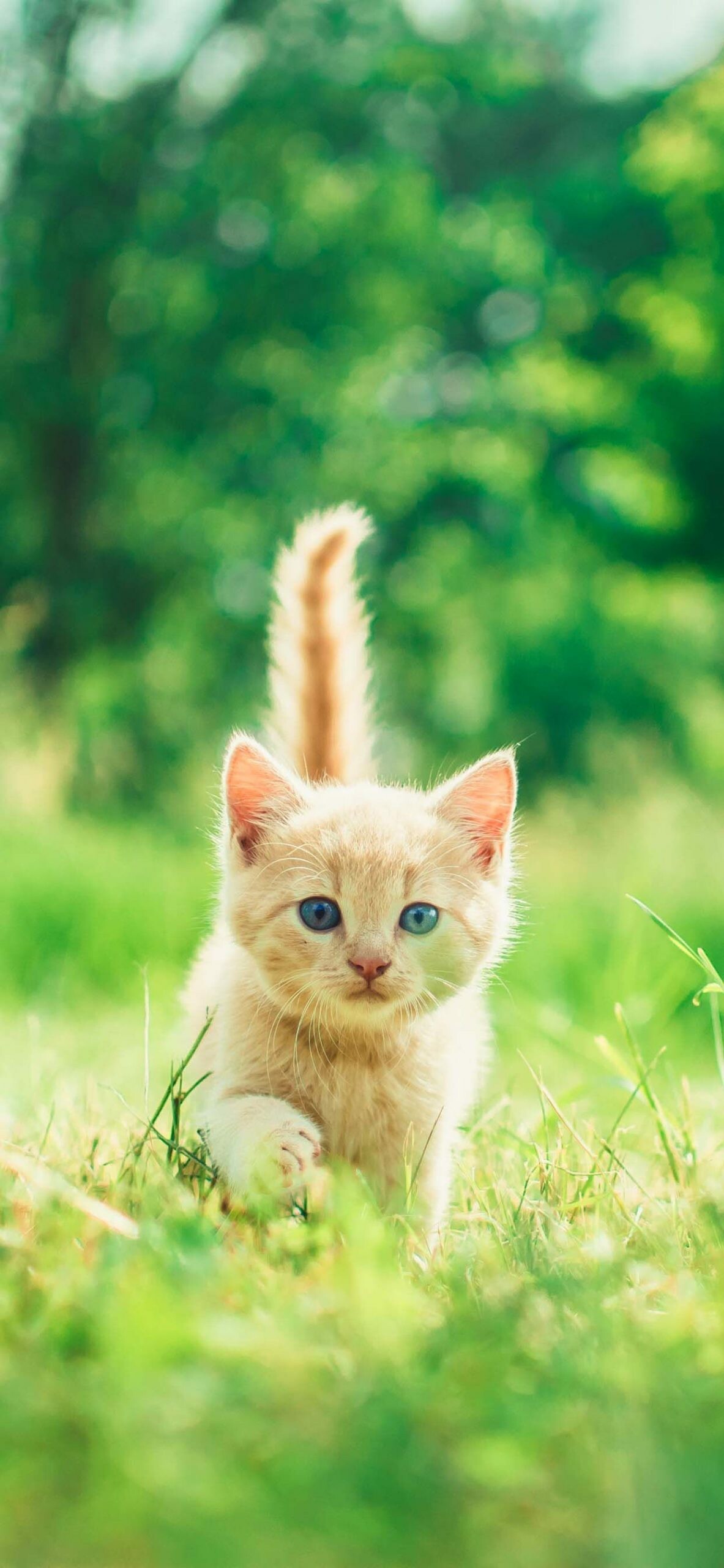 Cream ginger kitten, Green grass meadow, Bokeh trees Cream ginger kitten, Green grass meadow, Bokeh trees — 1183×2560 HD wallpaper