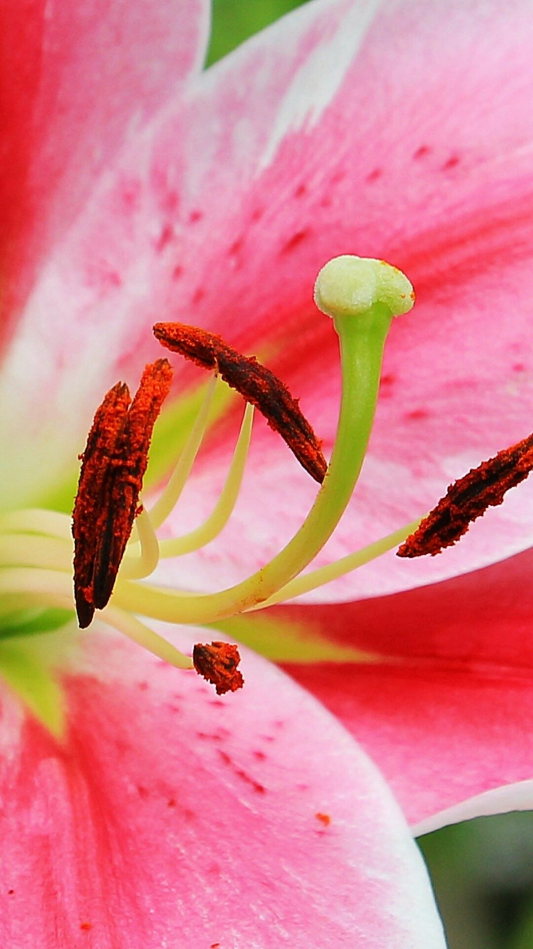 Pink Stargazer lily, Rust-colored anthers pollen, Green tripartite stigma Pink Stargazer lily, Rust-colored anthers pollen, Green tripartite stigma — 1080×1920 HD wallpaper