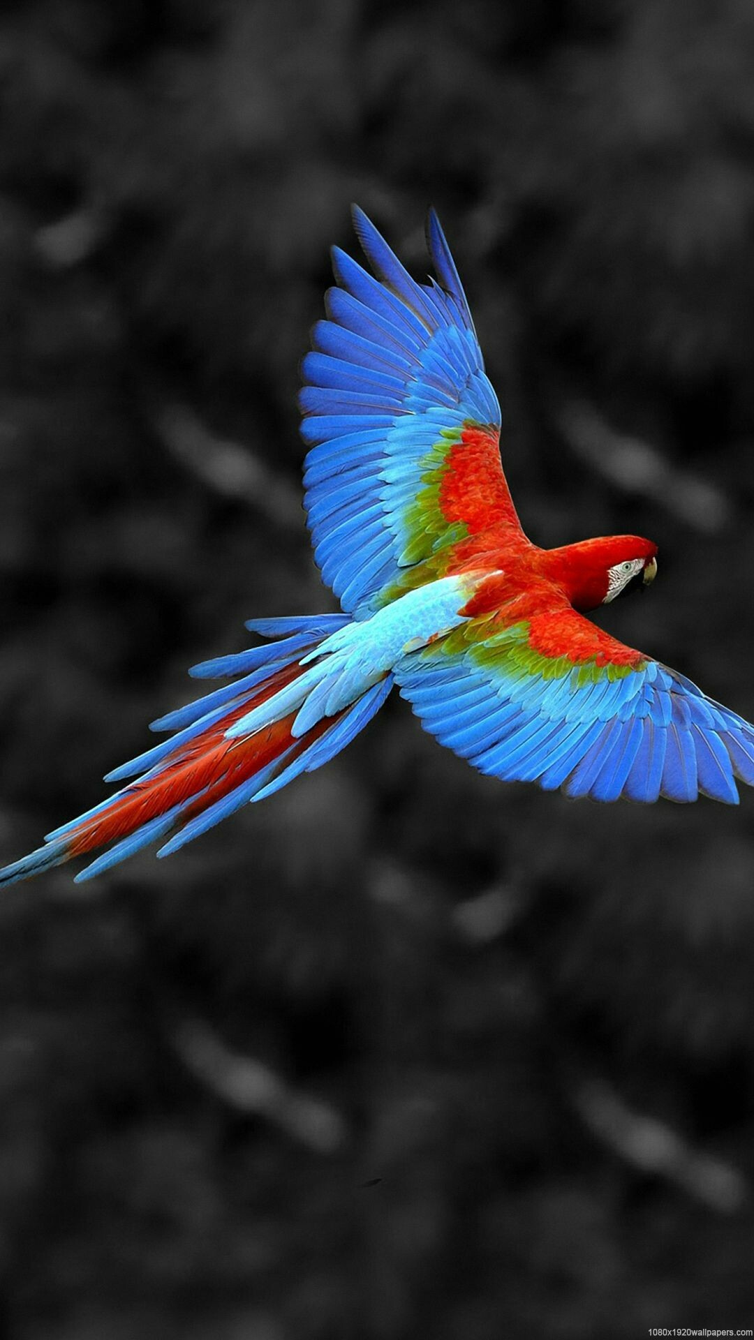 Scarlet macaw flying, Spread blue wings, Black white background Scarlet macaw flying, Spread blue wings, Black white background — 1080×1920 HD wallpaper