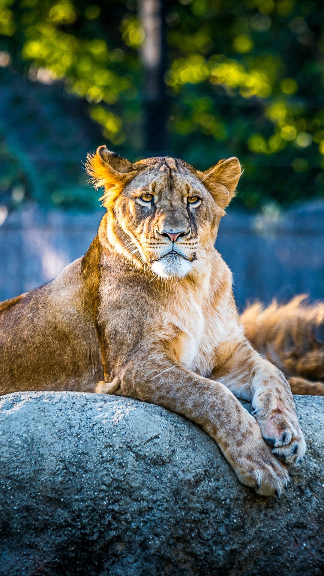 Female lion, Lions Wallpaper, Full HD Phone Female lion, Lions Wallpaper, Full HD Phone — 1080×1920 HD wallpaper