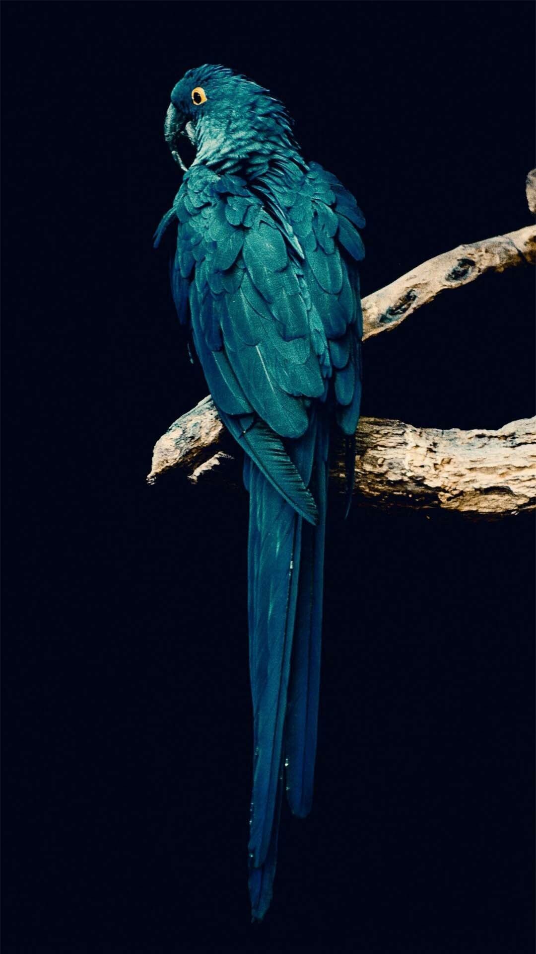 Hyacinth macaw, Perched on branch, Dark lighting Hyacinth macaw, Perched on branch, Dark lighting — 1080×1920 HD wallpaper