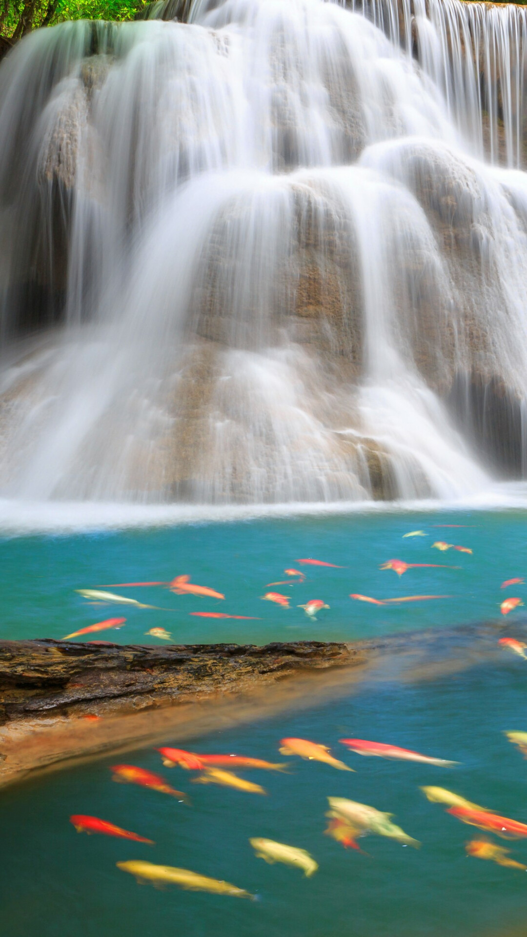 Erawan Falls Thailand, Koi fish swimming, Turquoise plunge pool — 1080×1920 HD wallpaper
