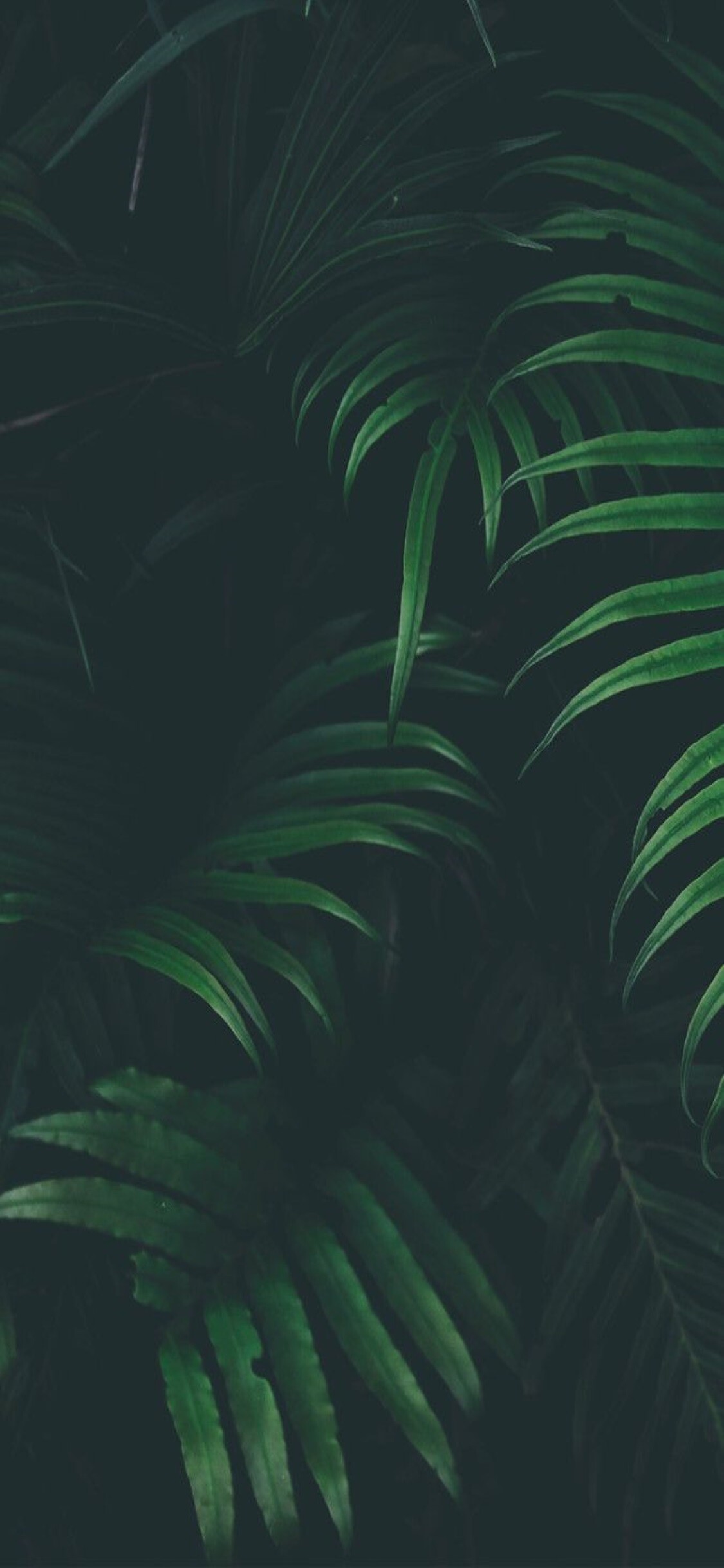 Dark palm fronds, Dense tropical foliage, Deep green shadows Dark palm fronds, Dense tropical foliage, Deep green shadows — 1125×2436 HD wallpaper
